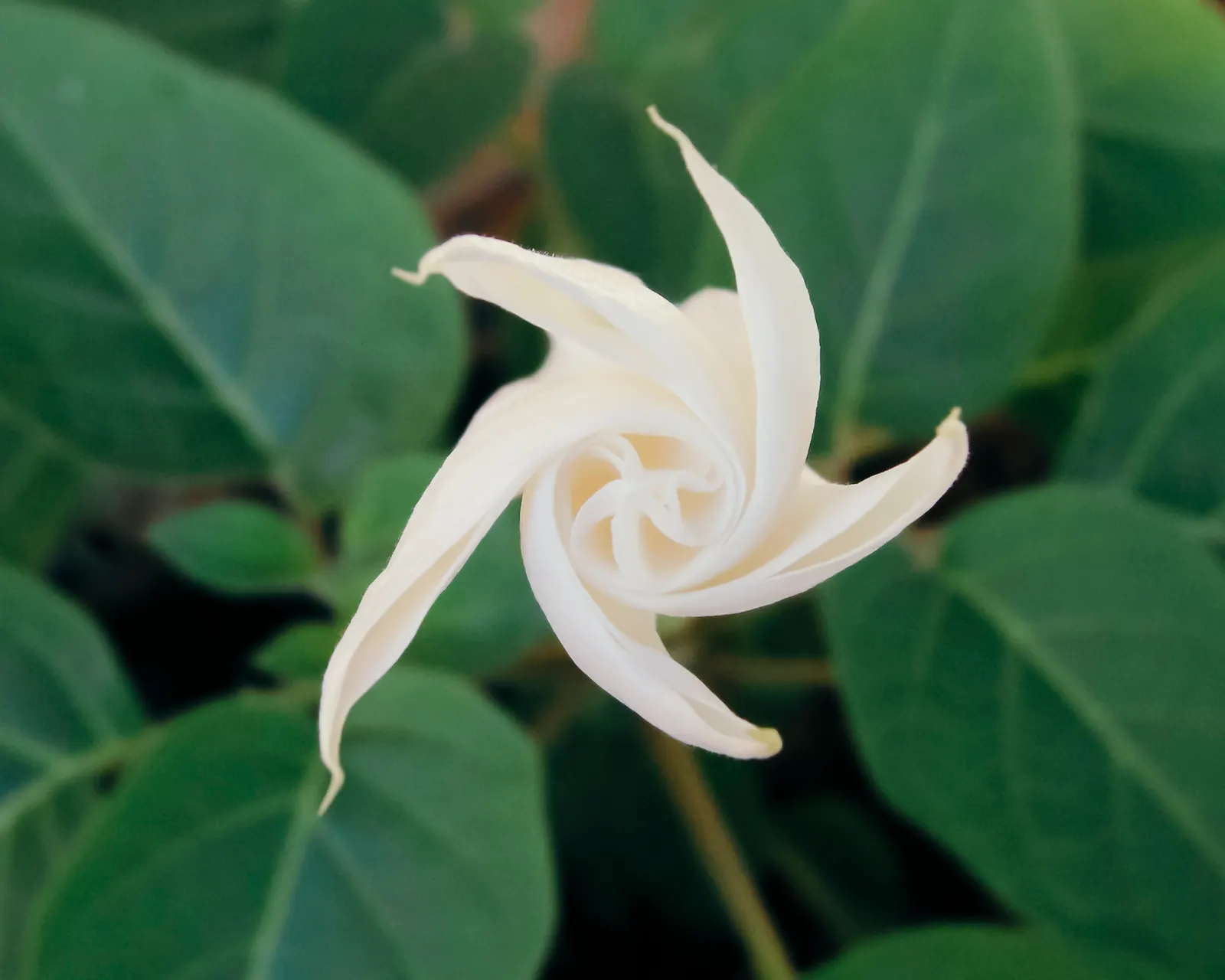 Angel's Trumpet (Brugmansia X Candida) — ensuring it complements the overall aesthetic while considering its cultural needs and safety, image 69