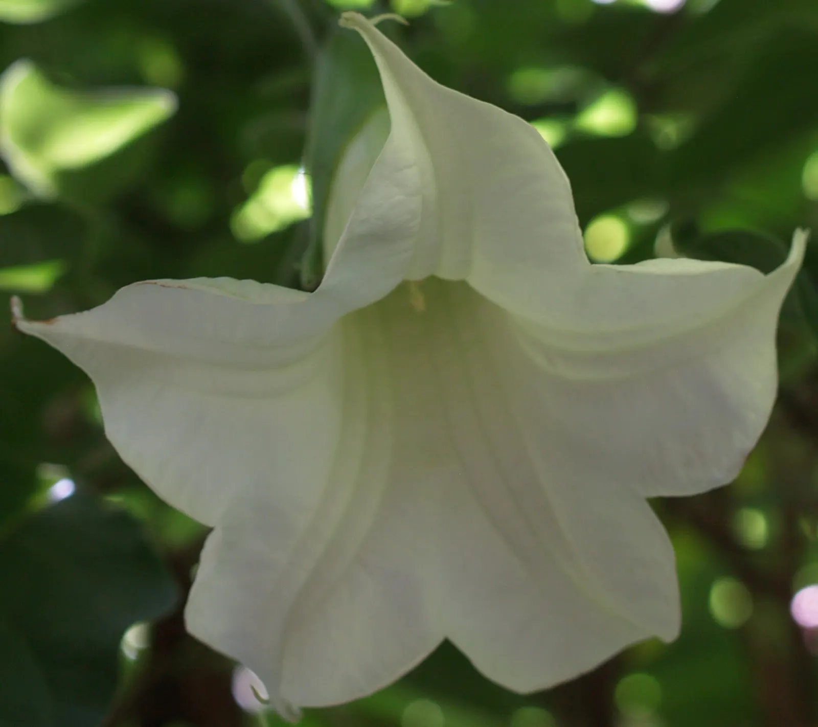 Angel's Trumpet (Brugmansia X Candida) — Brugmansia x candida reaches heights of 6 to 15 feet with a comparable spread; shrub with white blooms
