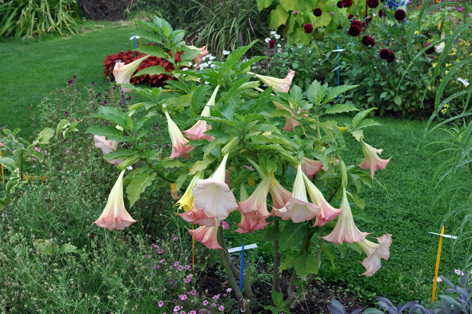 Angel's Trumpet (Brugmansia X Candida) — especially during drier periods.<br><br>While visually captivating; consider using Datura as a standalone specimen or