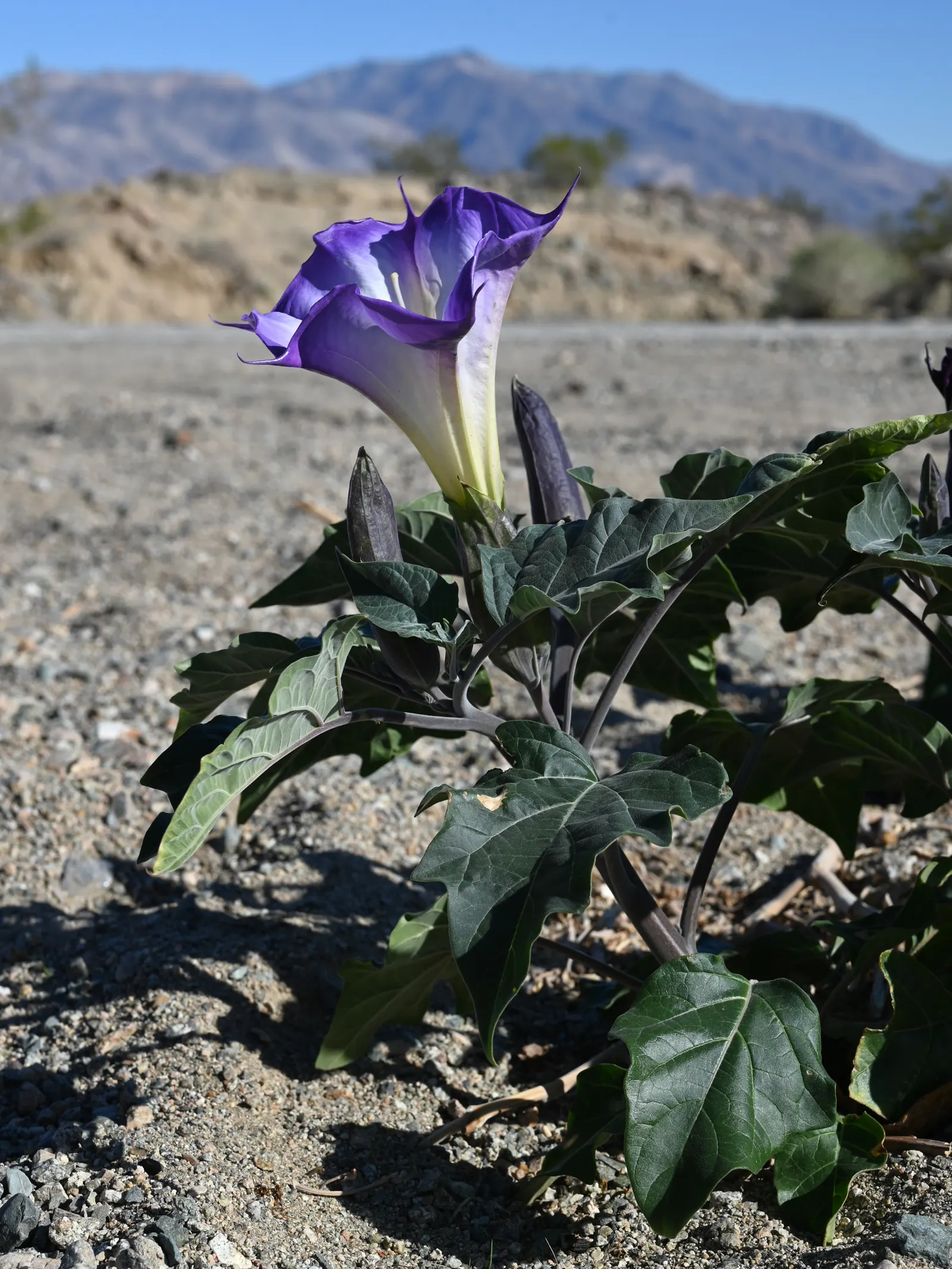 Angel's Trumpet (Brugmansia X Candida) — often reaching lengths of 6 to 10 inches