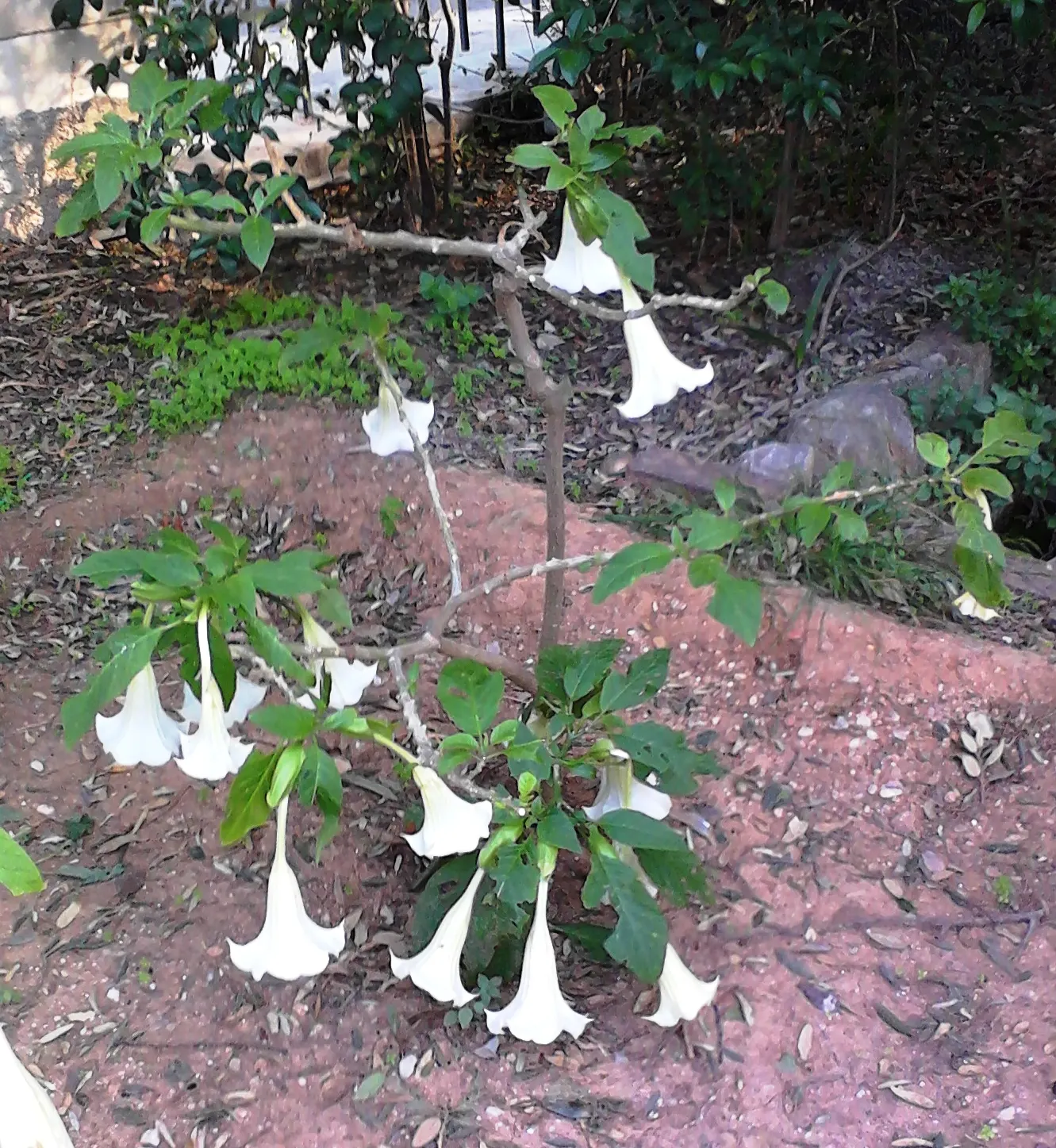 Angel's Trumpet (Brugmansia X Candida) — shrub with white blooms; brugmansia x candida reaches heights of 6 to 15 feet with a comparable spread
