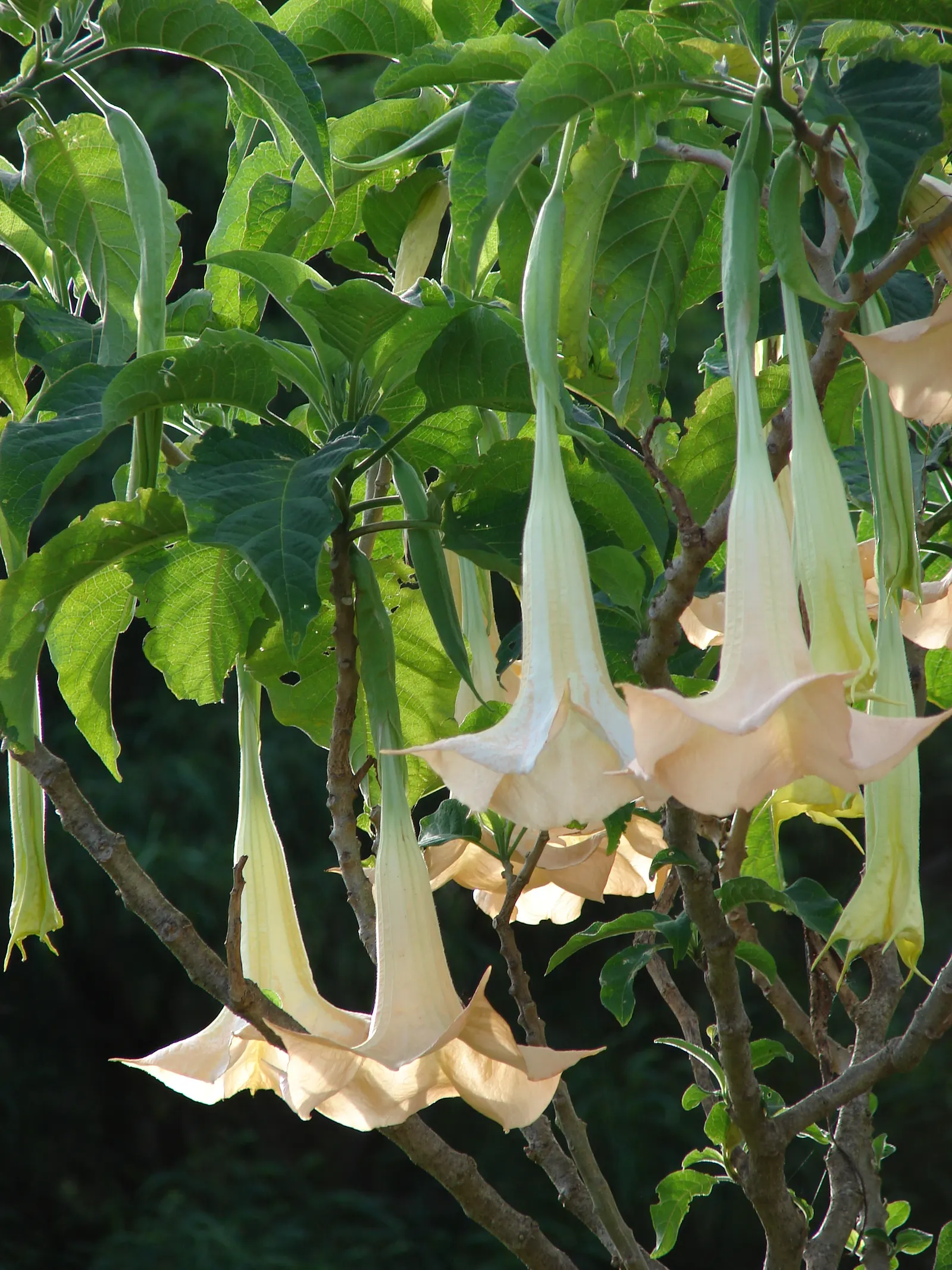 Angel's Trumpet (Brugmansia X Candida) — Thriving in USDA zones 9-12, this plant prefers full sun to partial shade and well-drained soil