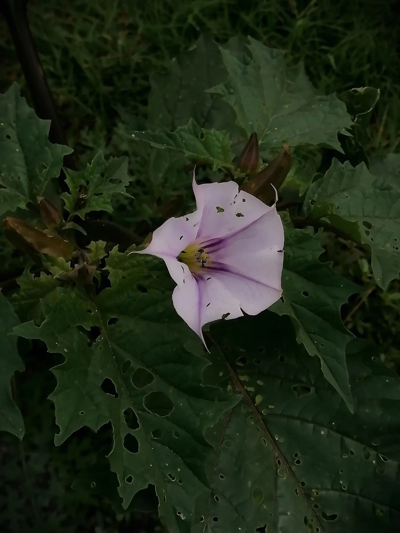 Angel's Trumpet (Brugmansia X Candida) — making it ideal for outdoor living spaces.<br><br>Growing to an impressive size; this perennial prefers, image 61