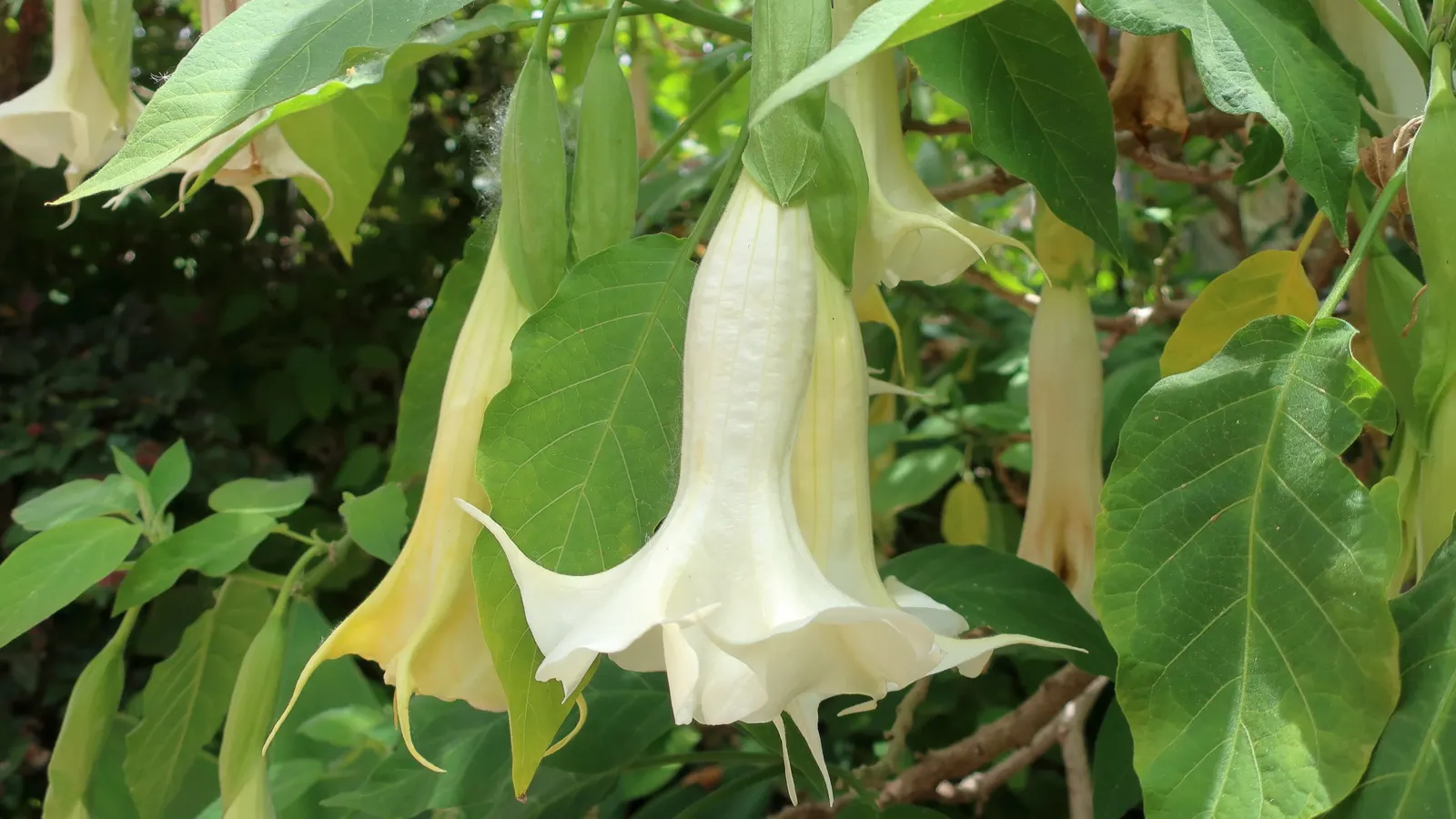 Angel's Trumpet (Brugmansia X Candida) — These blossoms can range in color from pure white to soft pinks and yellows; thriving in USDA zones 9-12, image 83
