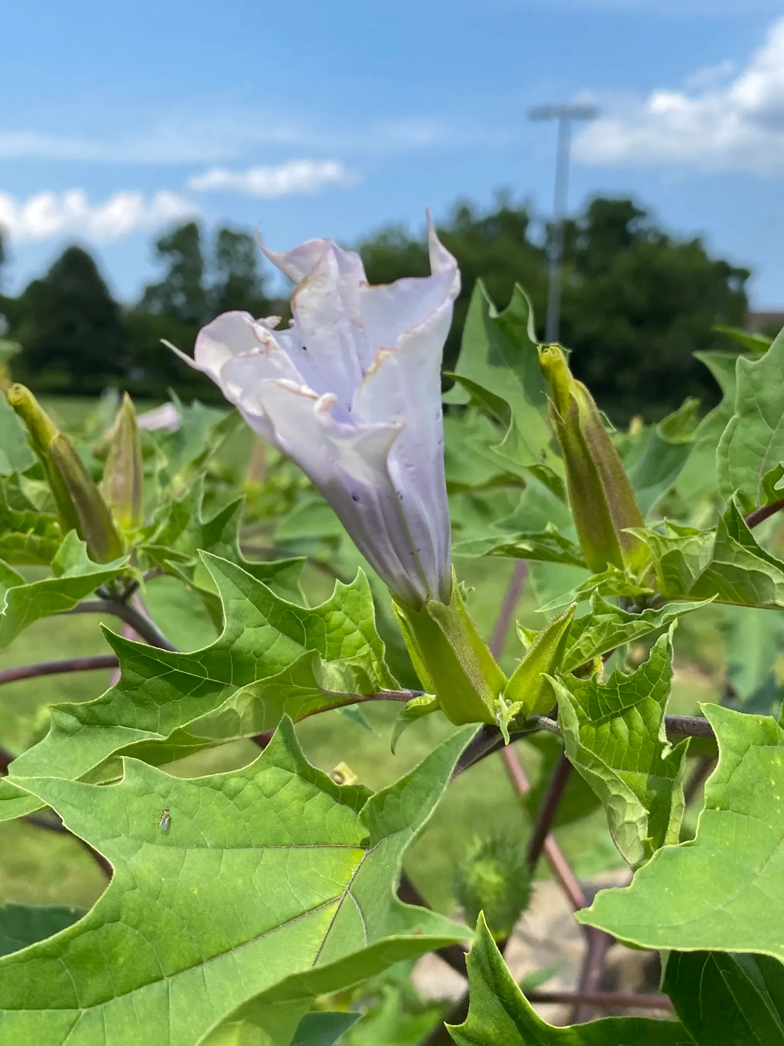 Angel's Trumpet (Brugmansia X Candida) — Cold-hardiness usually falls within USDA zones 9 to 12.<br><br>For optimal impact in landscape design, image 91
