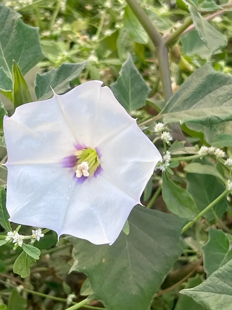 Angel's Trumpet (Brugmansia X Candida) — this plant can be treated as an annual or overwintered indoors to protect it from freezing temperatures, image 114