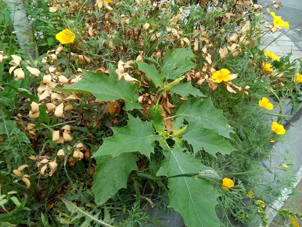 Angel's Trumpet (Brugmansia X Candida) — Thriving in USDA zones 9-12, this plant prefers full sun to partial shade and well-drained soil; these, image 50