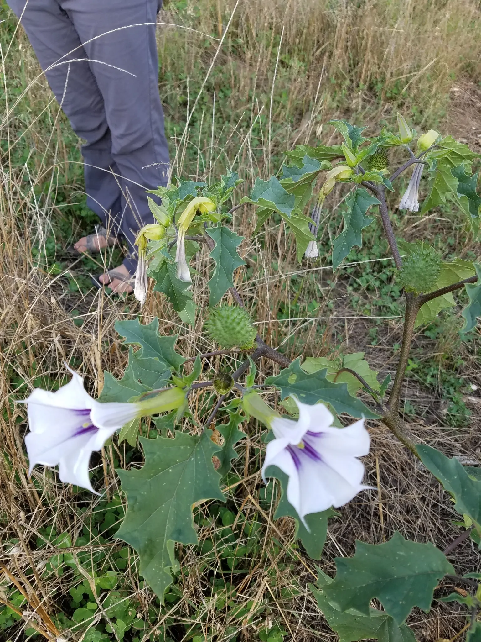 Angel's Trumpet (Brugmansia X Candida) — especially during drier periods.<br><br>While visually captivating; consider using Datura as a standalone, image 89