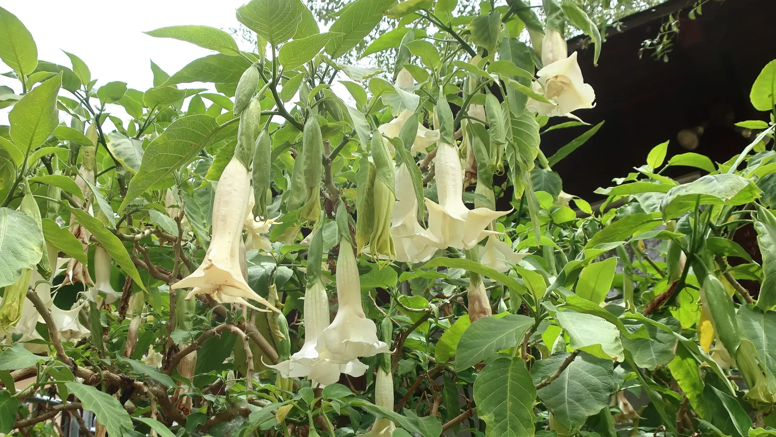 Angel's Trumpet (Brugmansia X Candida) — is a stunning and impactful ornamental plant that commands attention in any garden