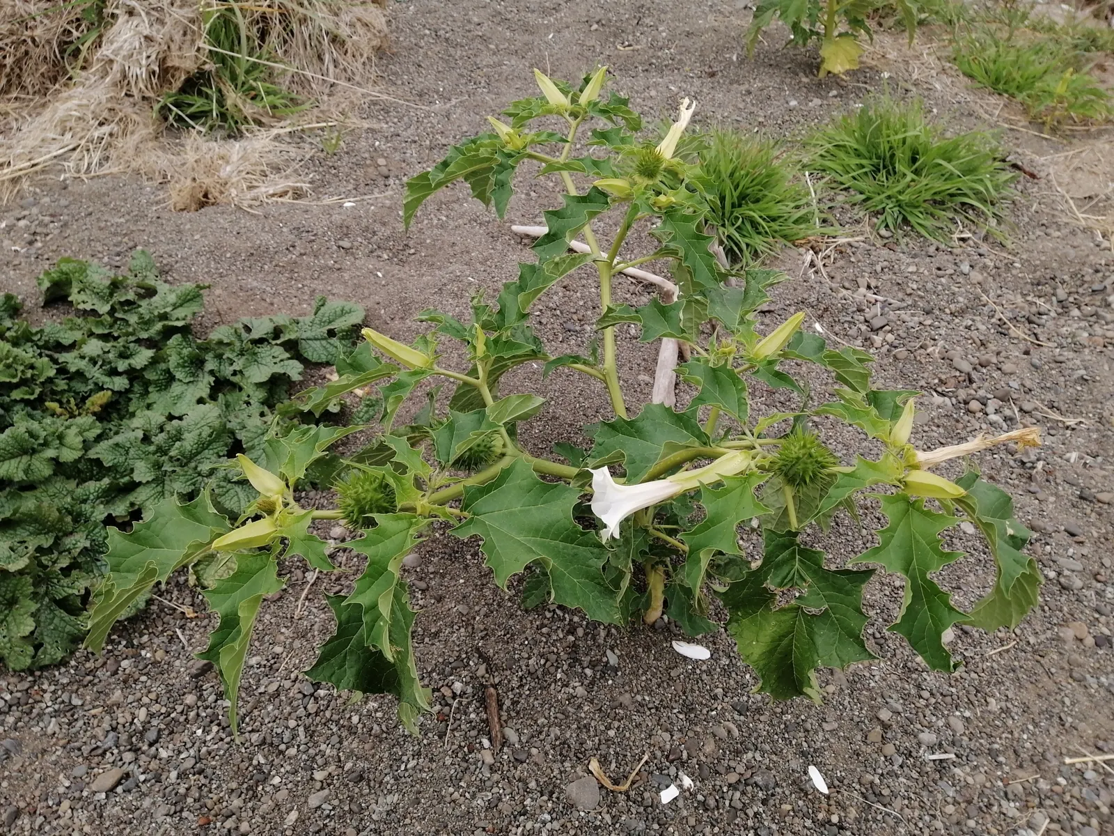 Angel's Trumpet (Brugmansia X Candida) — heady fragrance in the evenings; trumpet-shaped flowers that dangle elegantly