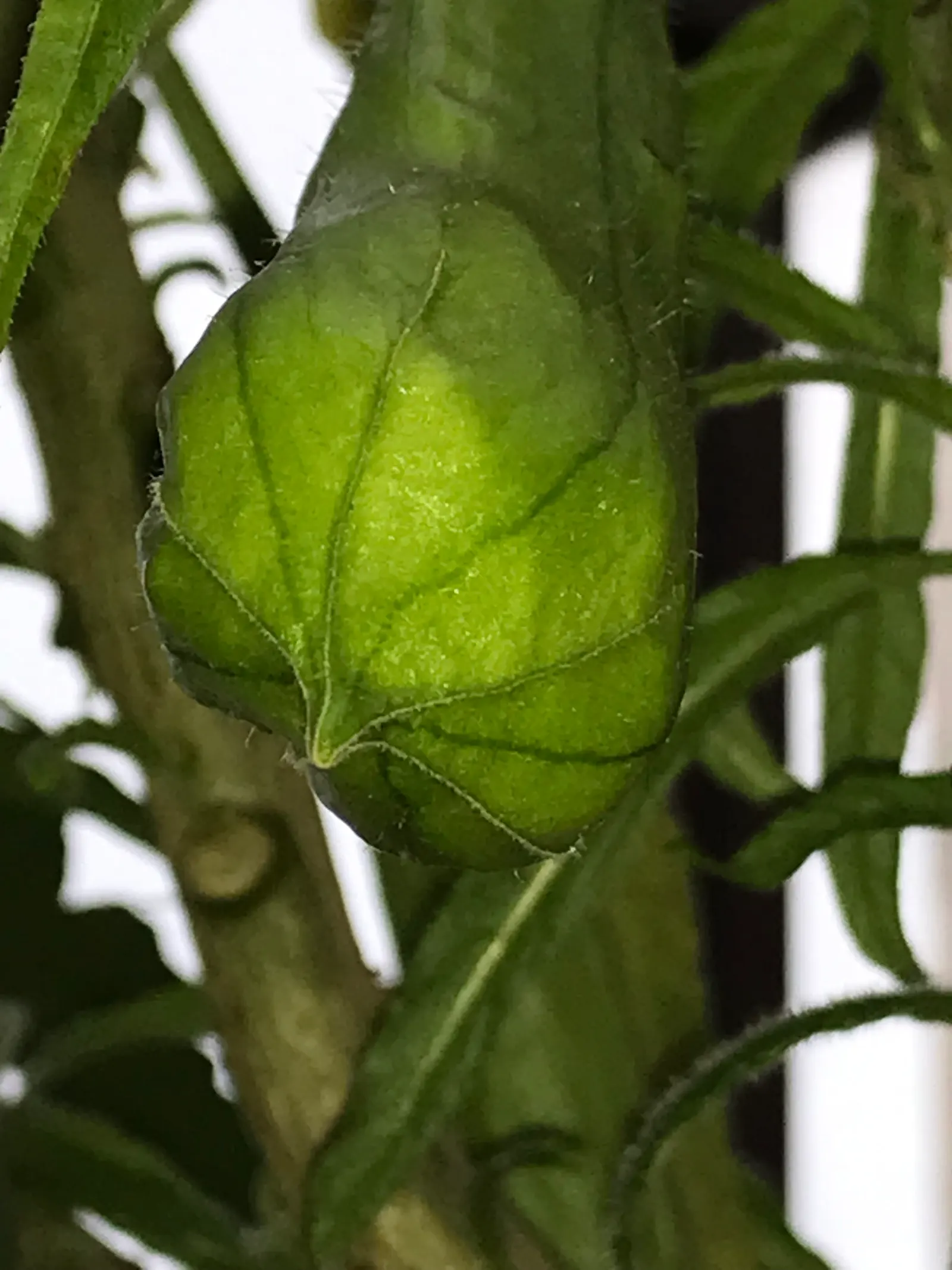 Angel's Trumpet (Brugmansia X Candida) — Cold-hardiness usually falls within USDA zones 9 to 12.<br><br>For optimal impact in landscape design, image 115