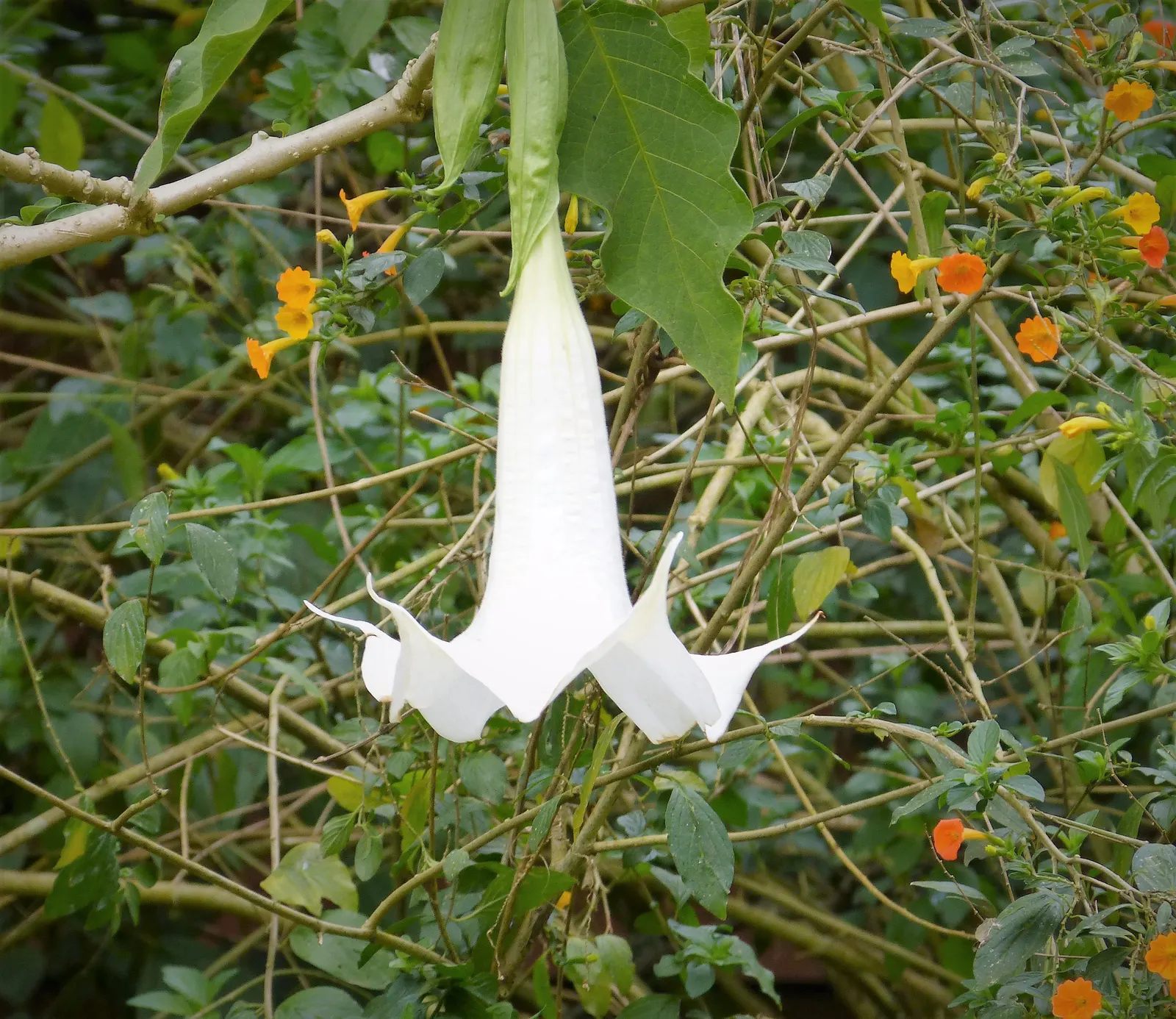 Angel's Trumpet (Brugmansia X Candida) — Ideal for adding visual drama and nighttime fragrance to garden spaces