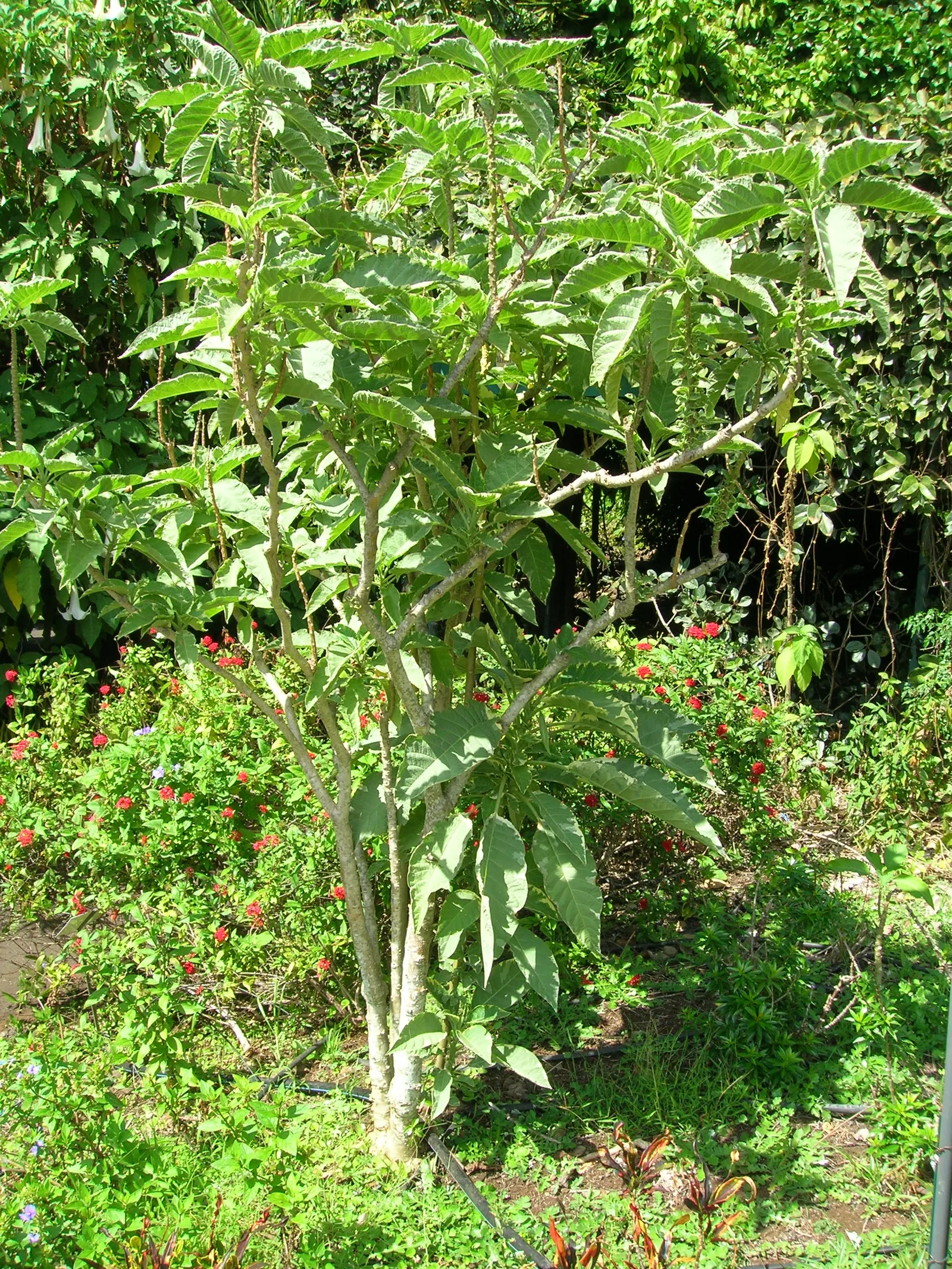 Angel's Trumpet (Brugmansia X Candida) — white flowers in the garden; is a stunning and impactful ornamental plant that commands attention in any, image 94