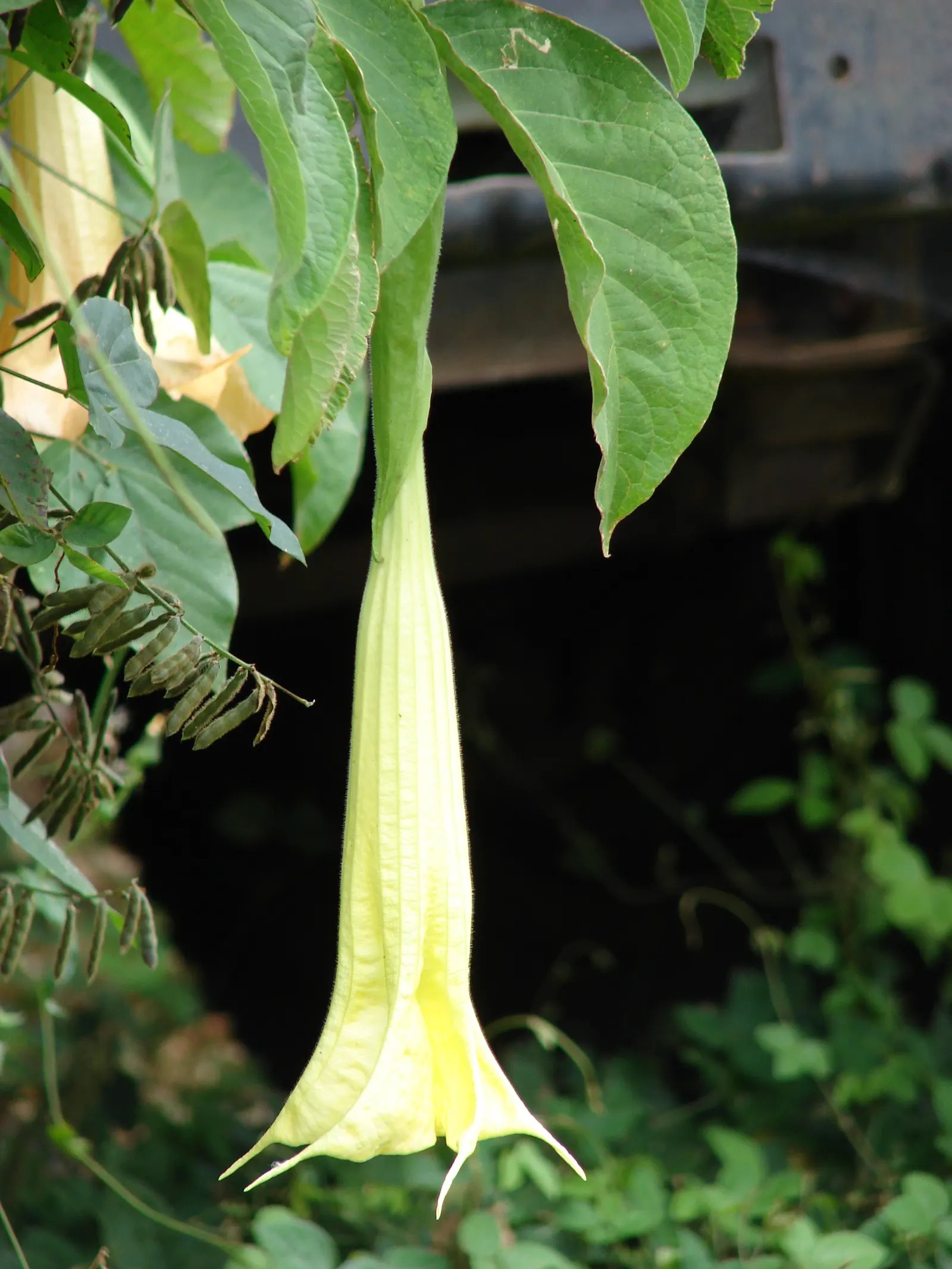 Angel's Trumpet (Brugmansia X Candida) — shrub for full or half or shade; ensuring it complements the overall aesthetic while considering its, image 120