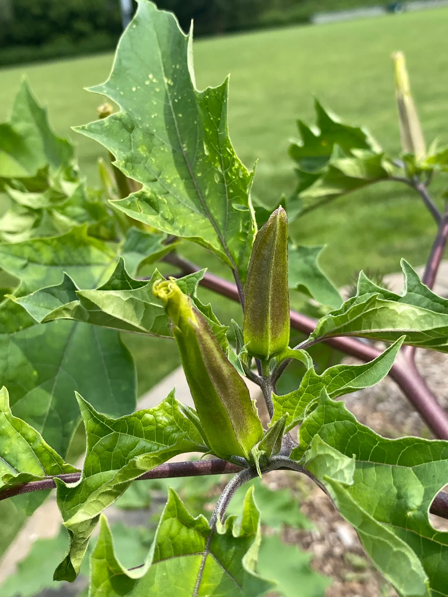 Angel's Trumpet (Brugmansia X Candida) — Brugmansia x candida reaches heights of 6 to 15 feet with a comparable spread