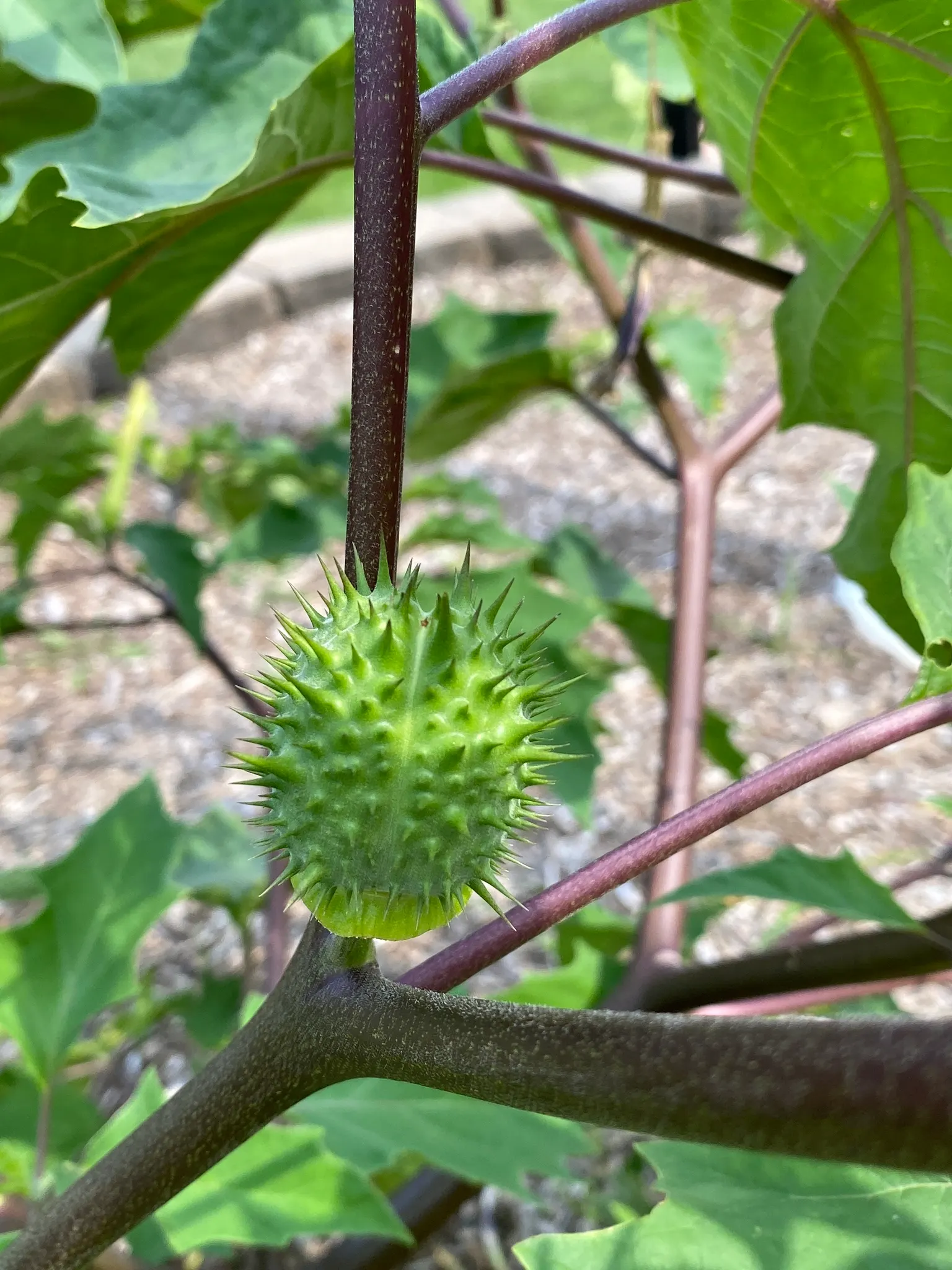 Angel's Trumpet (Brugmansia X Candida) — Thriving in USDA zones 9-12, this plant prefers full sun to partial shade and well-drained soil; these, image 98