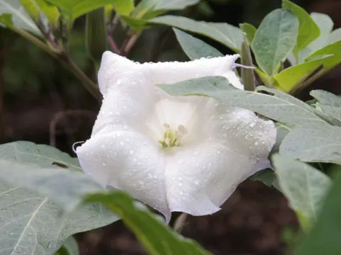 Angel's Trumpet (Brugmansia X Candida) — making it an excellent choice for a focal point or a background plant in a mixed border; also popularly, image 87