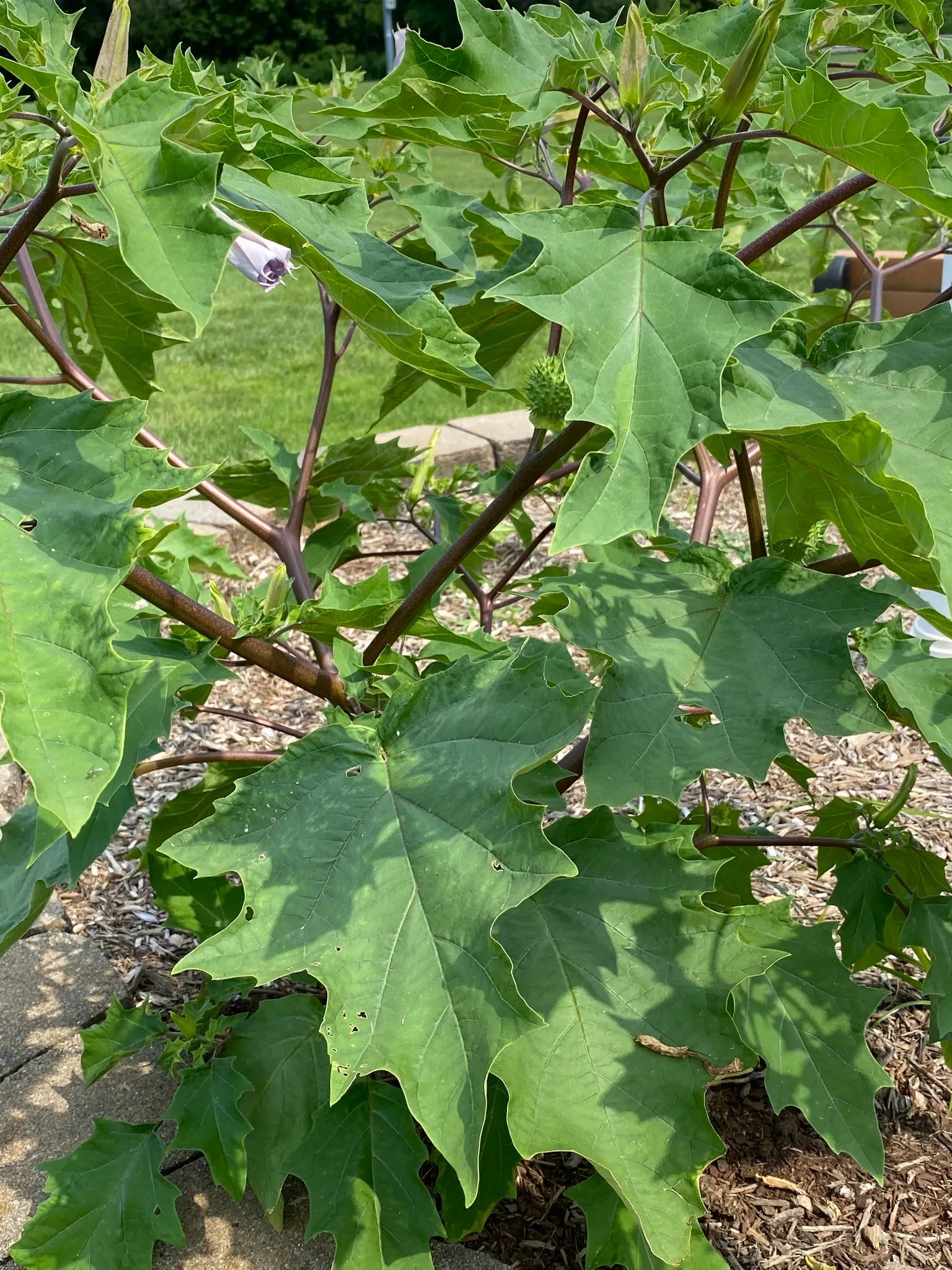 Angel's Trumpet (Brugmansia X Candida) — Handle with care, as all parts are toxic if ingested; pendulous flowers up to 12 inches long with fragrant, image 100