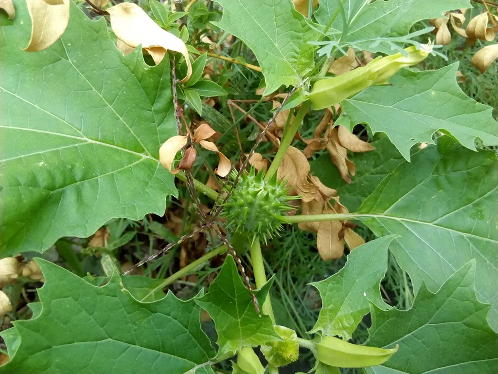 Angel's Trumpet (Brugmansia X Candida) — This perennial prefers full sun to partial shade and thrives in well-draining soil with regular watering, image 64