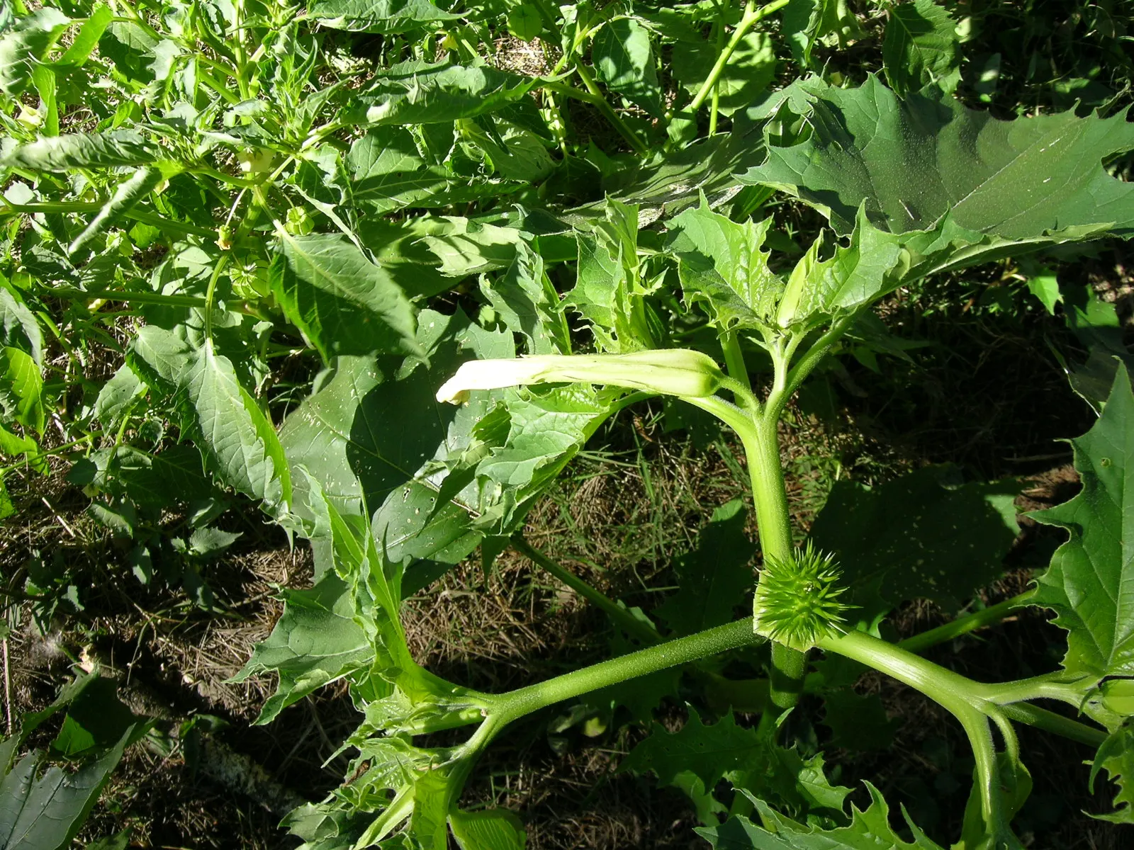 Angel's Trumpet (Brugmansia X Candida) — Handle with care, as all parts are toxic if ingested; pendulous flowers up to 12 inches long with fragrant, image 76