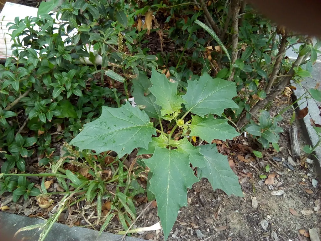 Angel's Trumpet (Brugmansia X Candida) — often reaching lengths of 6 to 10 inches; cold-hardiness usually falls within USDA zones 9 to 12.<br><br>For optimal