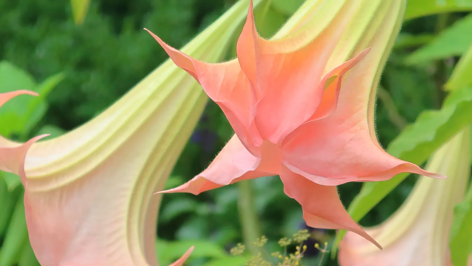 Angel's Trumpet (Brugmansia X Candida) — It reaches 6-10 feet in height and spread; this plant can be treated as an annual or overwintered indoors, image 75