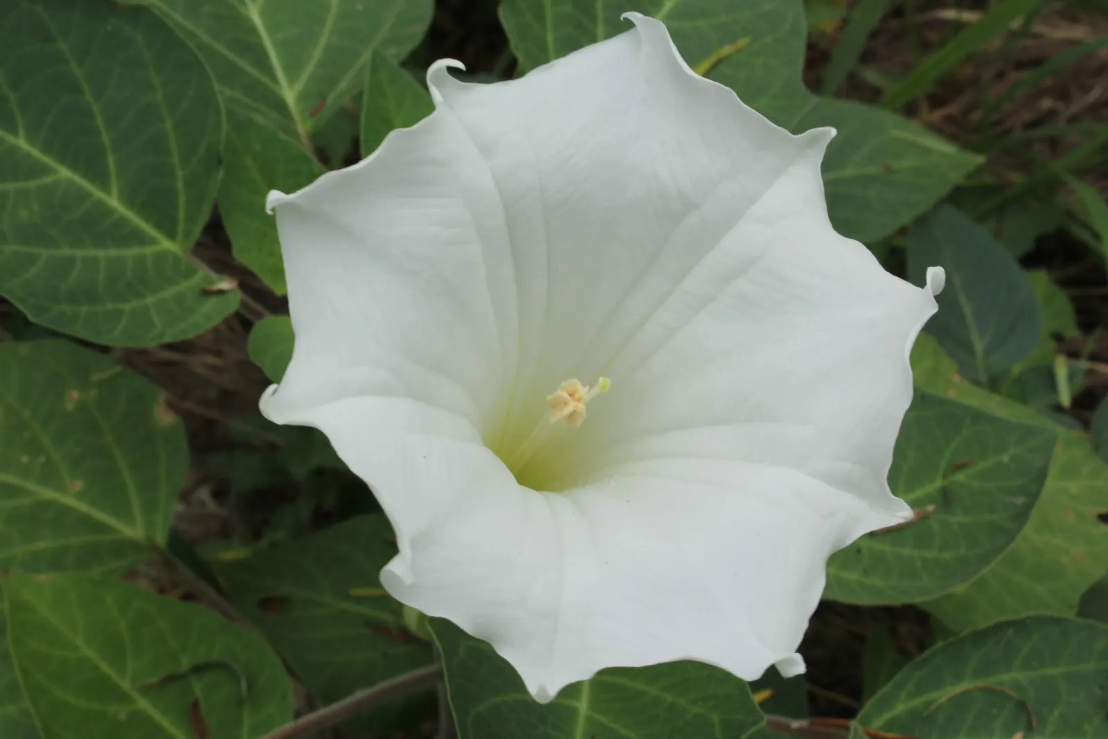 Angel's Trumpet (Brugmansia X Candida) — heady fragrance in the evenings; trumpet-shaped flowers that dangle elegantly, image 84