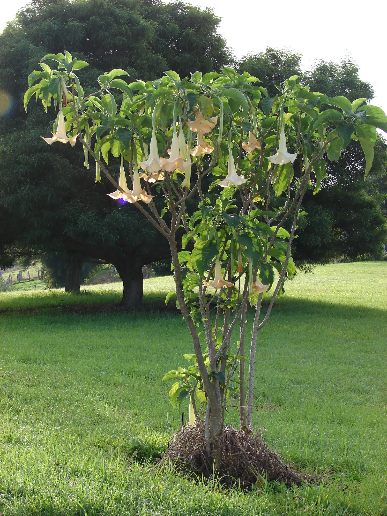 Angel's Trumpet (Brugmansia X Candida) — Brugmansia x candida reaches heights of 6 to 15 feet with a comparable spread; shrub with white blooms, image 110