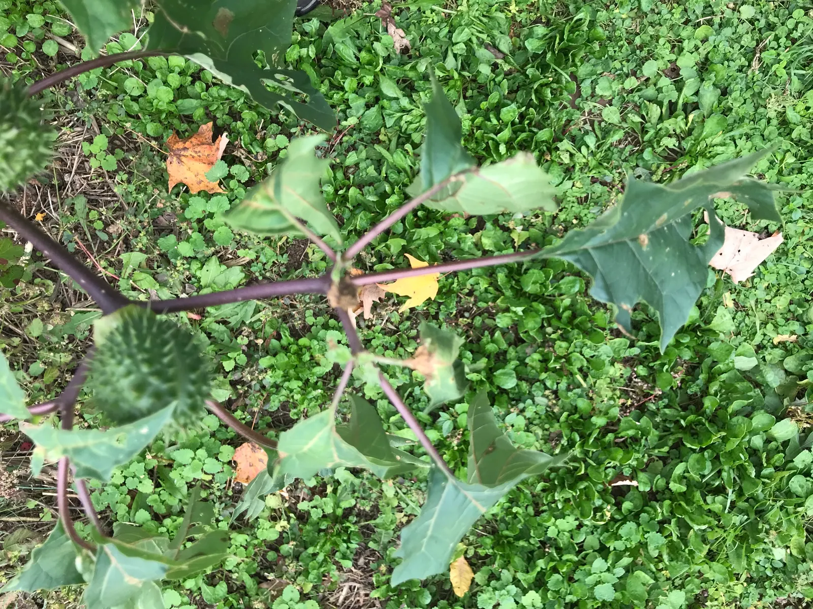 Angel's Trumpet (Brugmansia X Candida) — Thriving in USDA zones 9-12, this plant prefers full sun to partial shade and well-drained soil; these blossoms can
