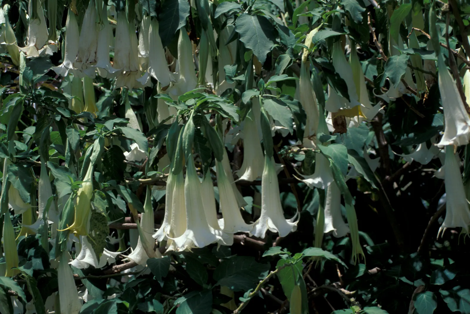 Angel's Trumpet (Brugmansia X Candida) — pendulous flowers up to 12 inches long with fragrant