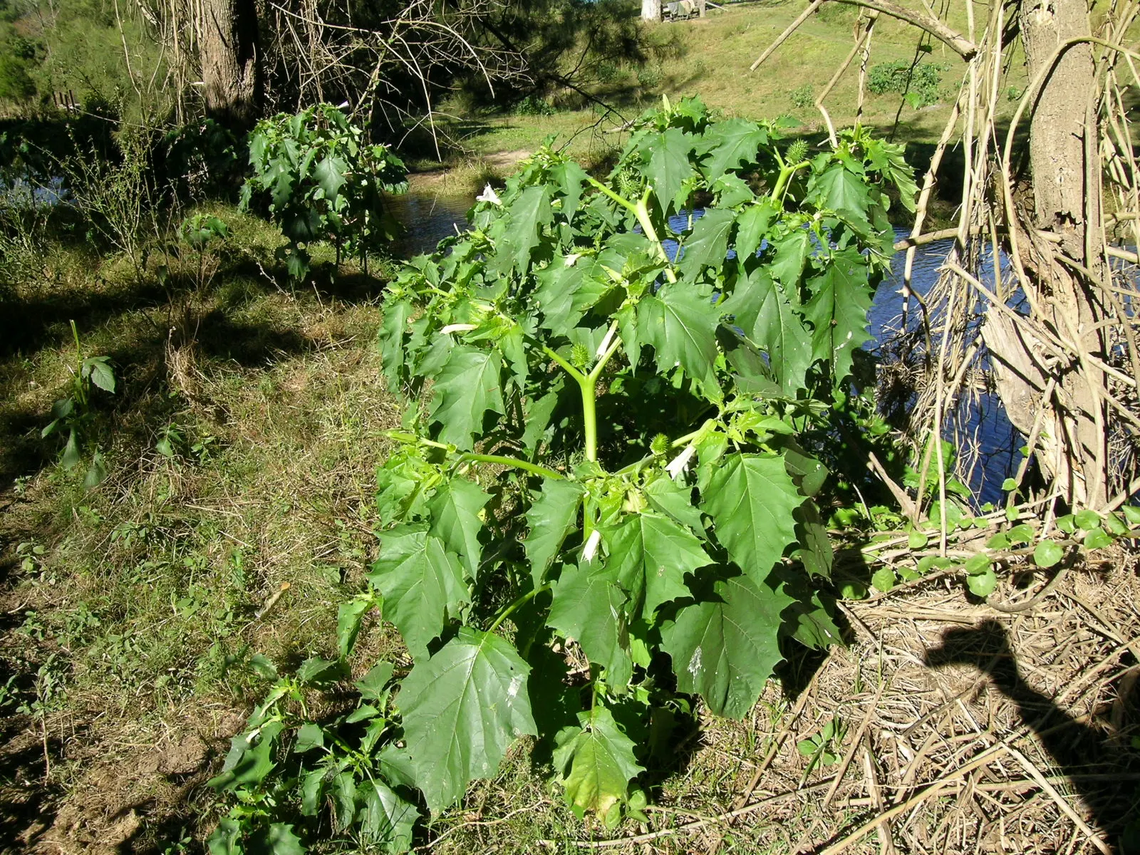 Angel's Trumpet (Brugmansia X Candida) — This perennial prefers full sun to partial shade and thrives in well-draining soil with regular watering, image 112