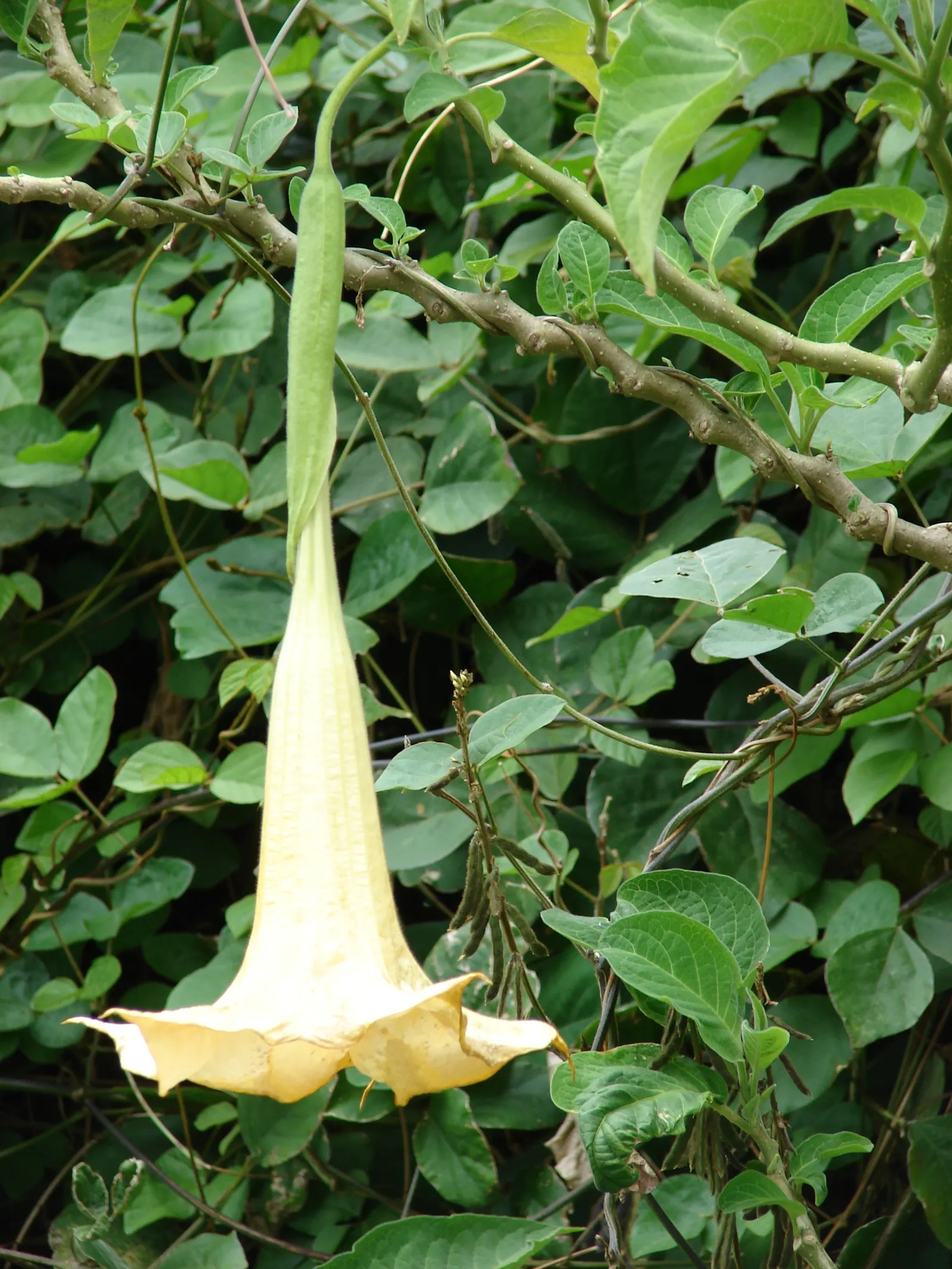 Angel's Trumpet (Brugmansia X Candida) — pendulous flowers up to 12 inches long with fragrant; handle with care, as all parts are toxic if ingested, image 121