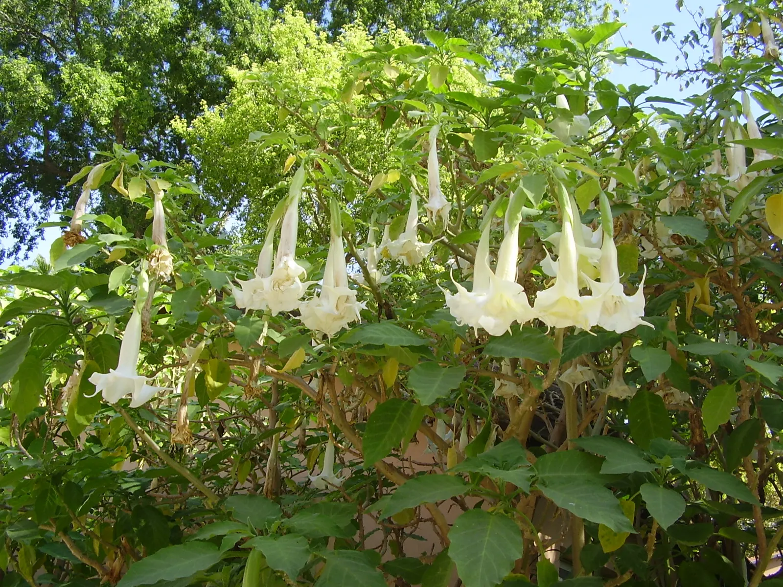 Angel's Trumpet (Brugmansia X Candida) — is a stunning and impactful ornamental plant that commands attention in any garden; white flowers in the, image 79