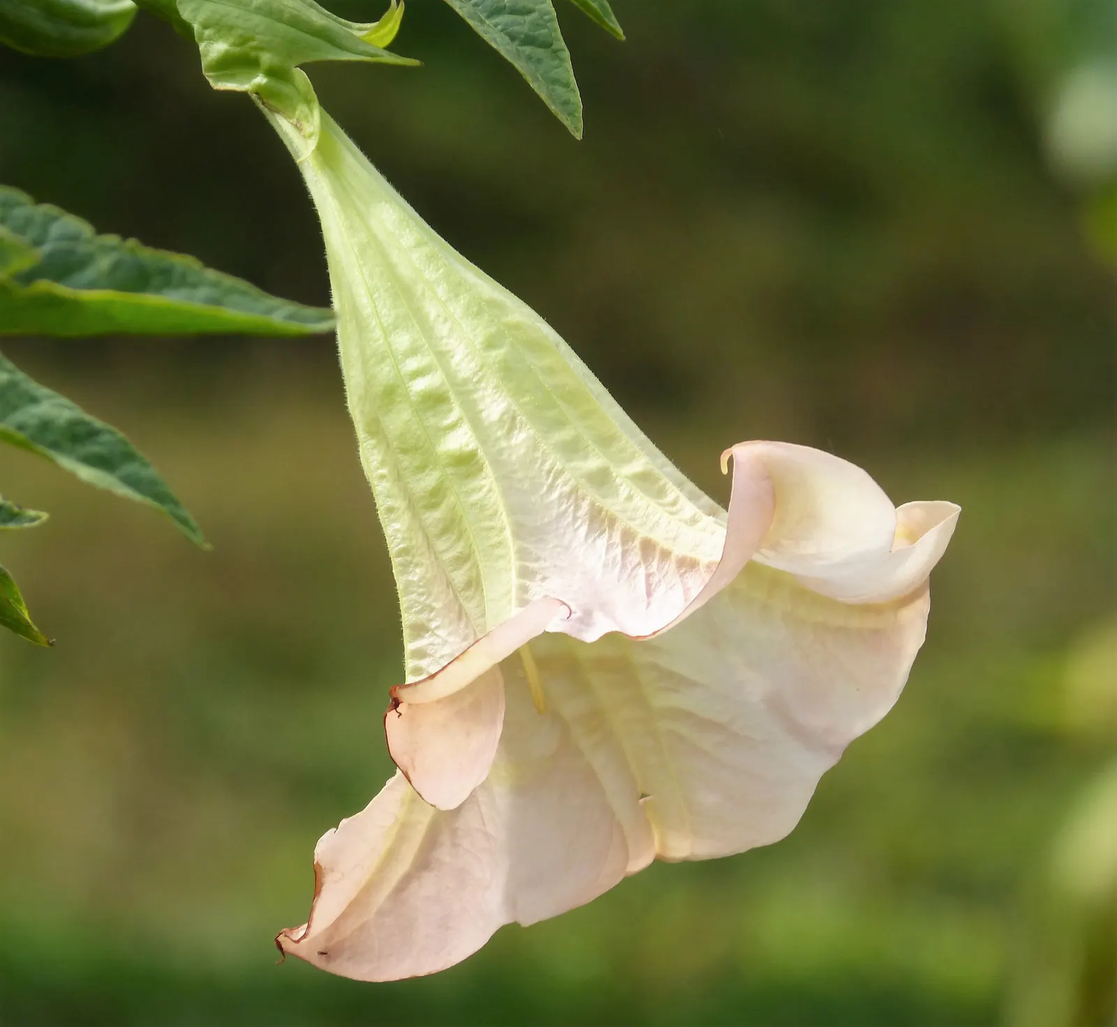 Angel's Trumpet (Brugmansia X Candida) — trumpet-shaped flowers that dangle elegantly; heady fragrance in the evenings