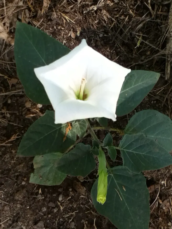 Angel's Trumpet (Brugmansia X Candida) — Handle with care, as all parts are toxic if ingested; pendulous flowers up to 12 inches long with fragrant