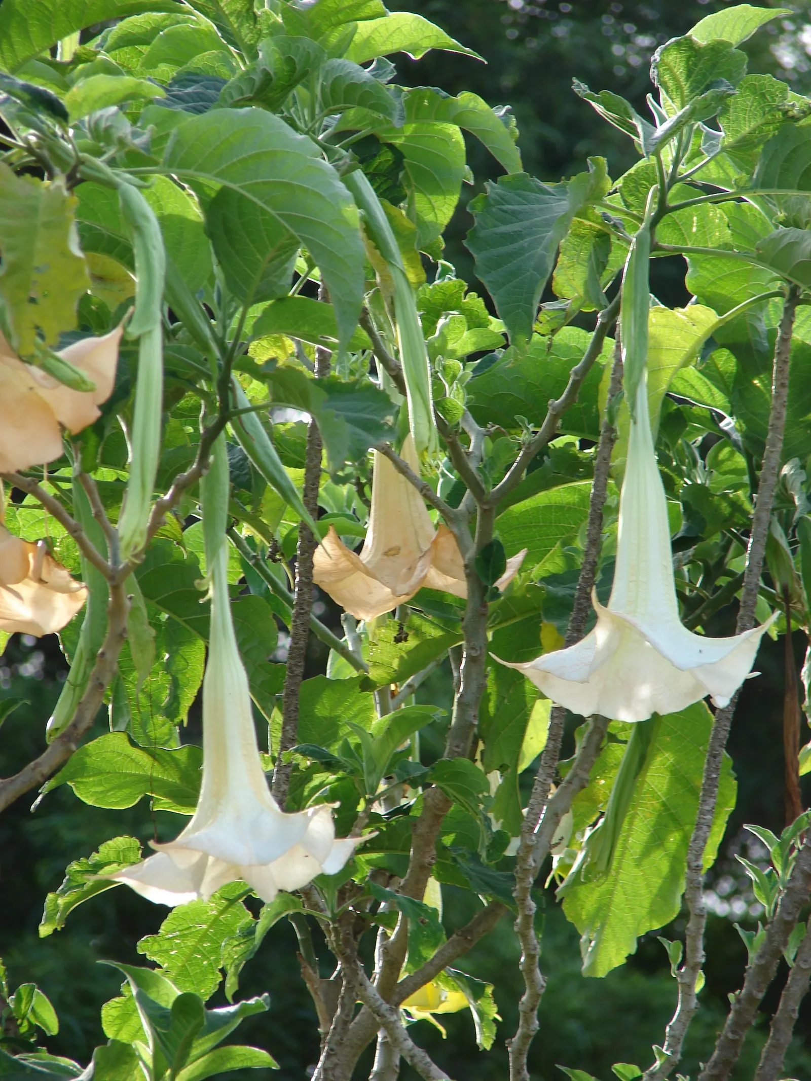 Angel's Trumpet (Brugmansia X Candida) — shrub with white blooms; brugmansia x candida reaches heights of 6 to 15 feet with a comparable spread, image 95