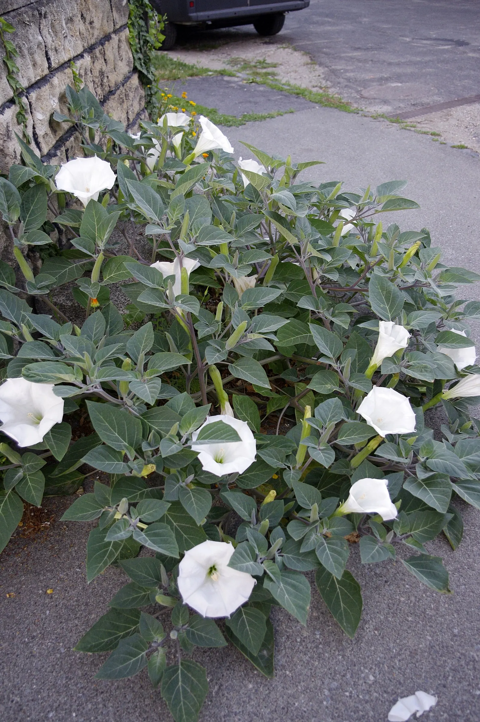 Angel's Trumpet (Brugmansia X Candida) — shrub for full or half or shade