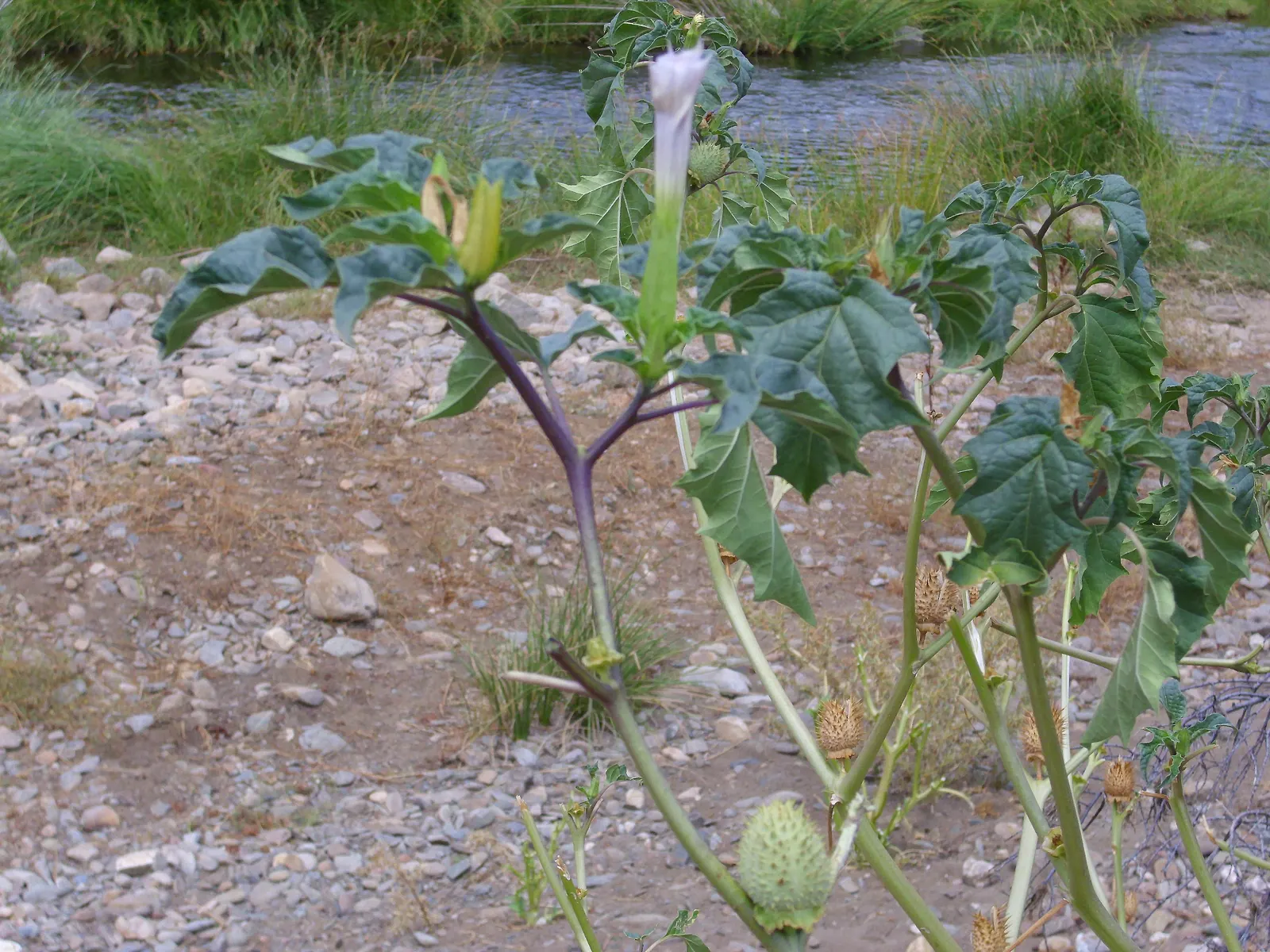 Angel's Trumpet (Brugmansia X Candida) — making it ideal for outdoor living spaces.<br><br>Growing to an impressive size; this perennial prefers full sun to