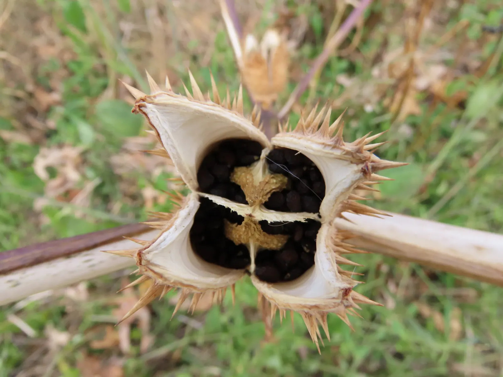 Angel's Trumpet (Brugmansia X Candida) — especially during drier periods.<br><br>While visually captivating; consider using Datura as a standalone, image 65