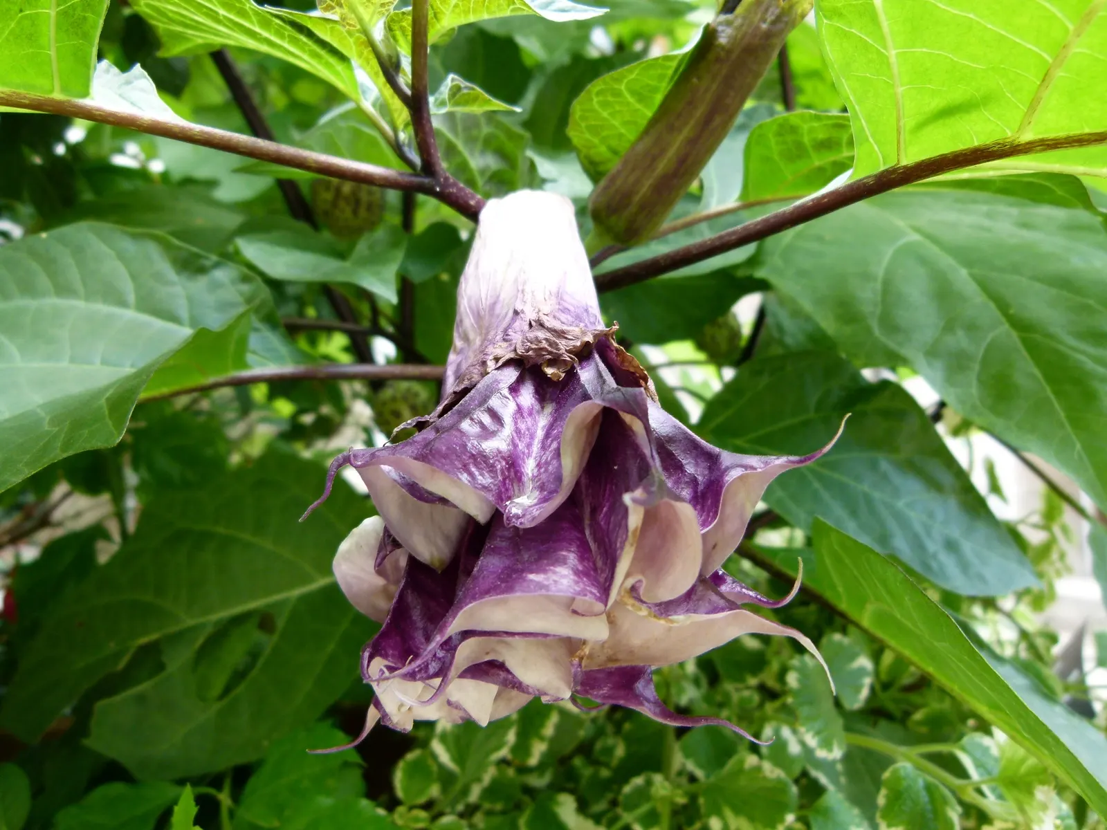 Angel's Trumpet (Brugmansia X Candida) — shrub with white blooms; brugmansia x candida reaches heights of 6 to 15 feet with a comparable spread, image 71