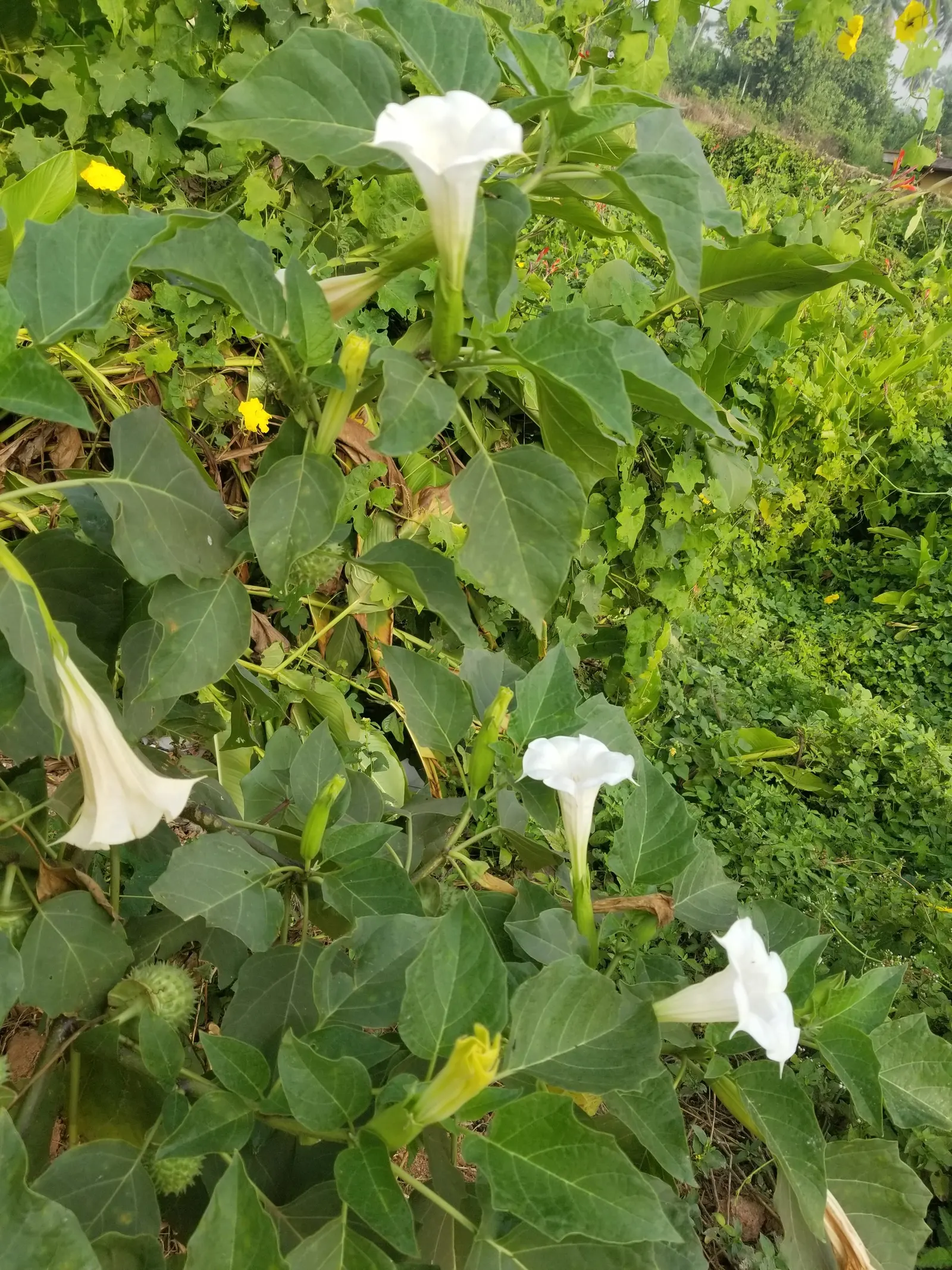 Angel's Trumpet (Brugmansia X Candida) — shrub for full or half or shade; ensuring it complements the overall aesthetic while considering its, image 72