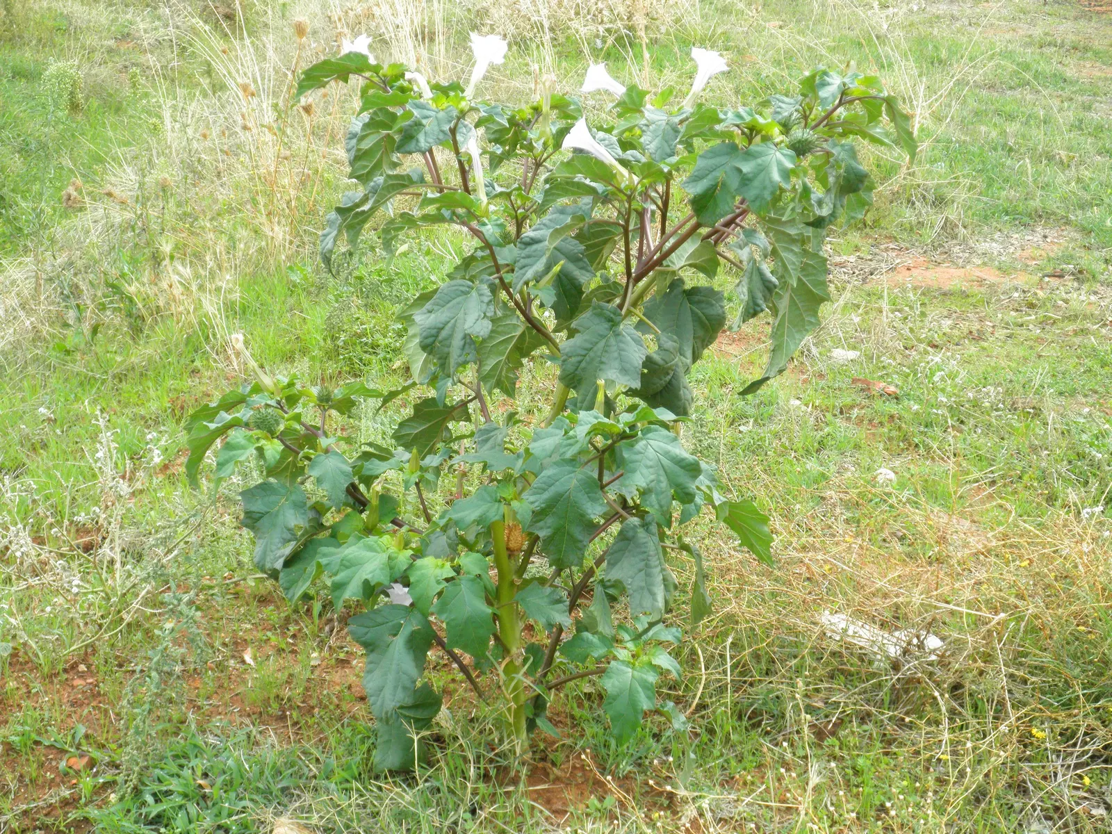 Angel's Trumpet (Brugmansia X Candida) — white flowers in the garden; is a stunning and impactful ornamental plant that commands attention in any garden
