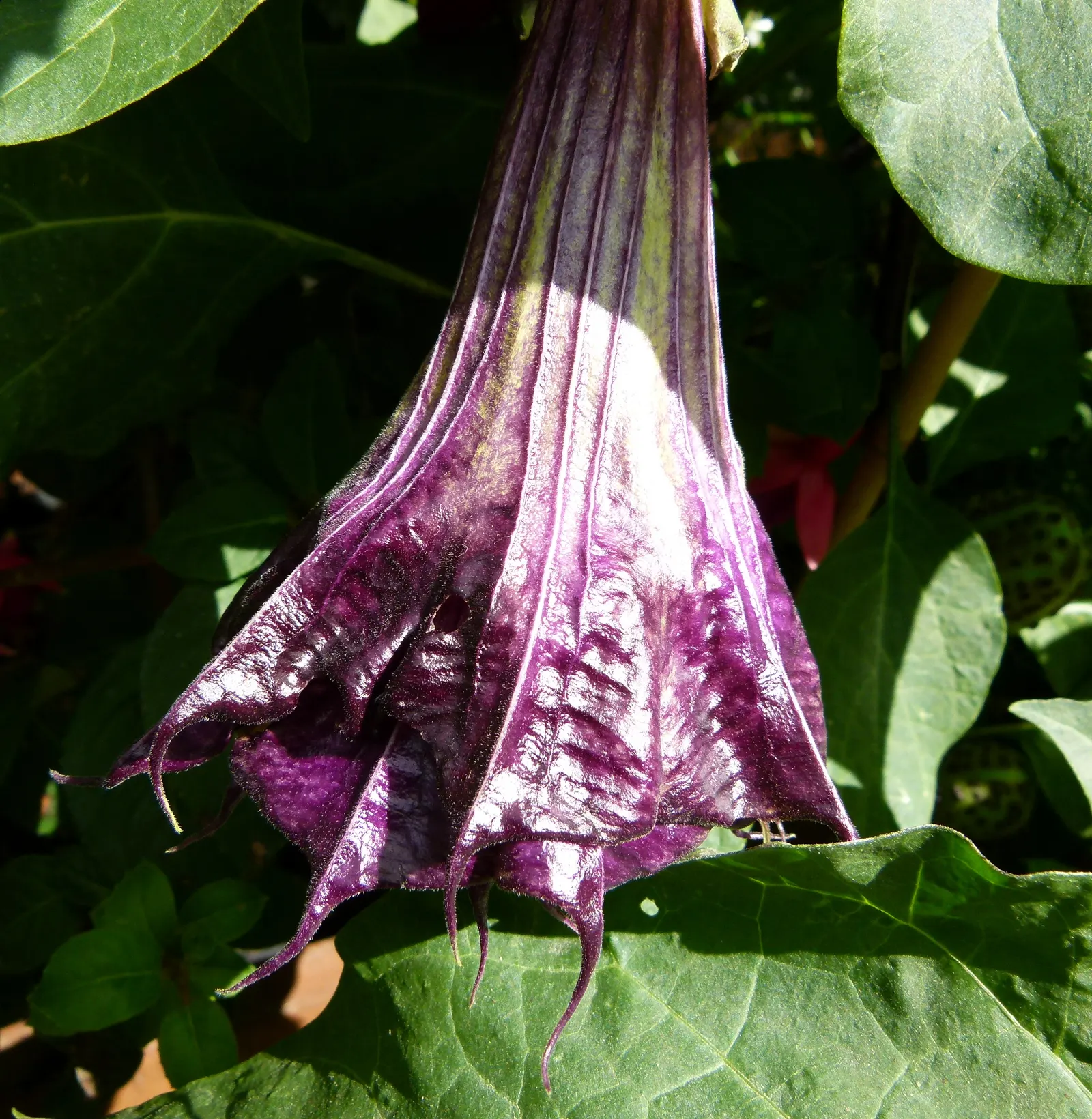 Angel's Trumpet (Brugmansia X Candida) — It is known for its distinctive; ideal for adding visual drama and nighttime fragrance to garden spaces, image 80