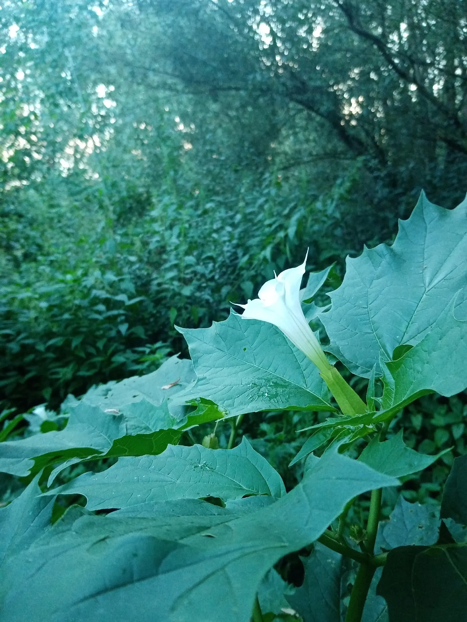 Angel's Trumpet (Brugmansia X Candida) — consider using Datura as a standalone specimen or in groups to create a dramatic visual statement