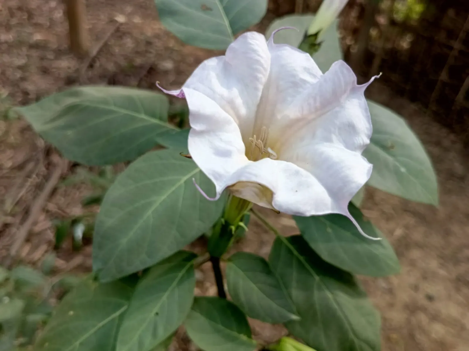 Angel's Trumpet (Brugmansia X Candida) — This perennial prefers full sun to partial shade and thrives in well-draining soil with regular watering; making it