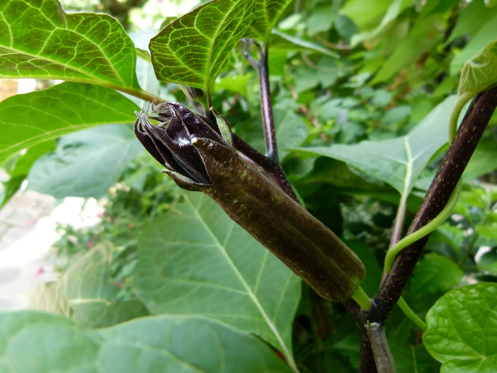Angel's Trumpet (Brugmansia X Candida) — Brugmansia x candida reaches heights of 6 to 15 feet with a comparable spread; shrub with white blooms, image 62