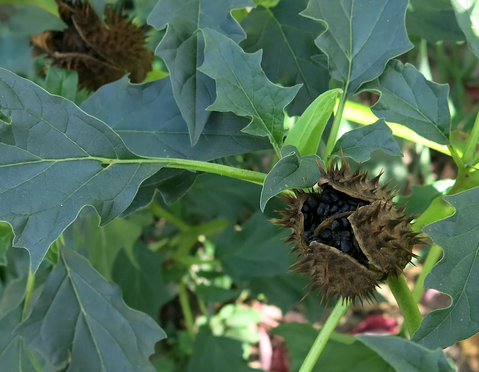 Angel's Trumpet (Brugmansia X Candida) — consider using Datura as a standalone specimen or in groups to create a dramatic visual statement, image 92