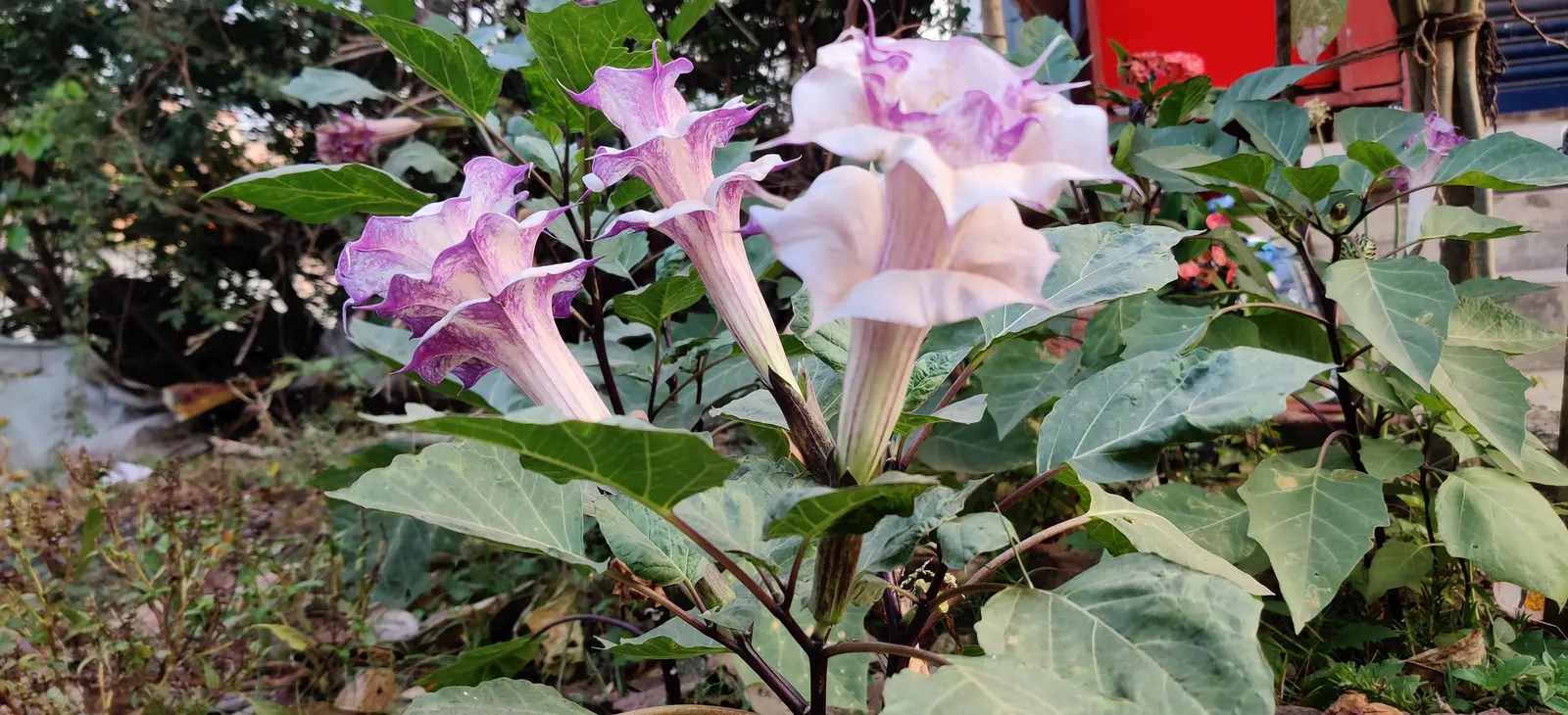 Angel's Trumpet (Brugmansia X Candida) — It is known for its distinctive; ideal for adding visual drama and nighttime fragrance to garden spaces, image 104