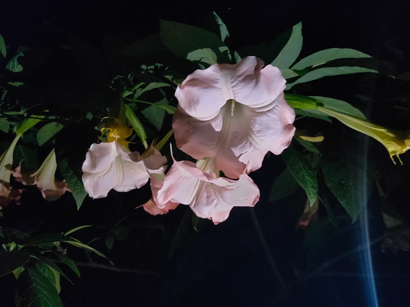 Angel's Trumpet (Brugmansia X Candida) — shrub with white blooms