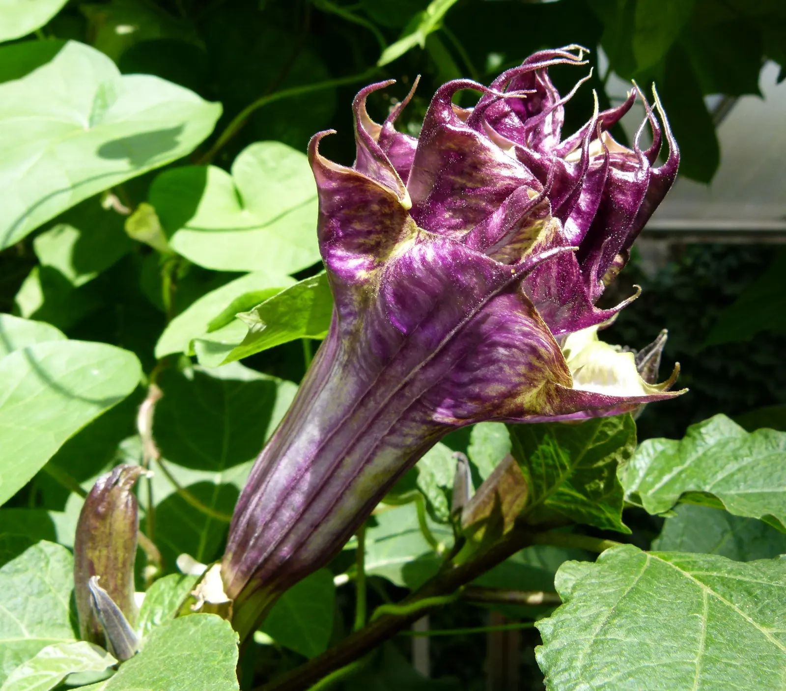 Angel's Trumpet (Brugmansia X Candida) — this plant can be treated as an annual or overwintered indoors to protect it from freezing temperatures, image 66